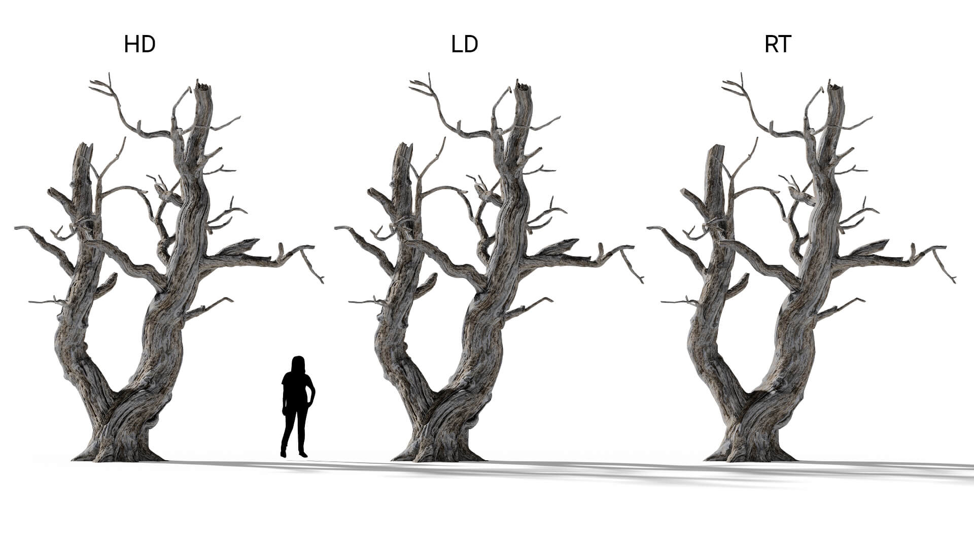3D model of the English oak dead Quercus robur dead included versions