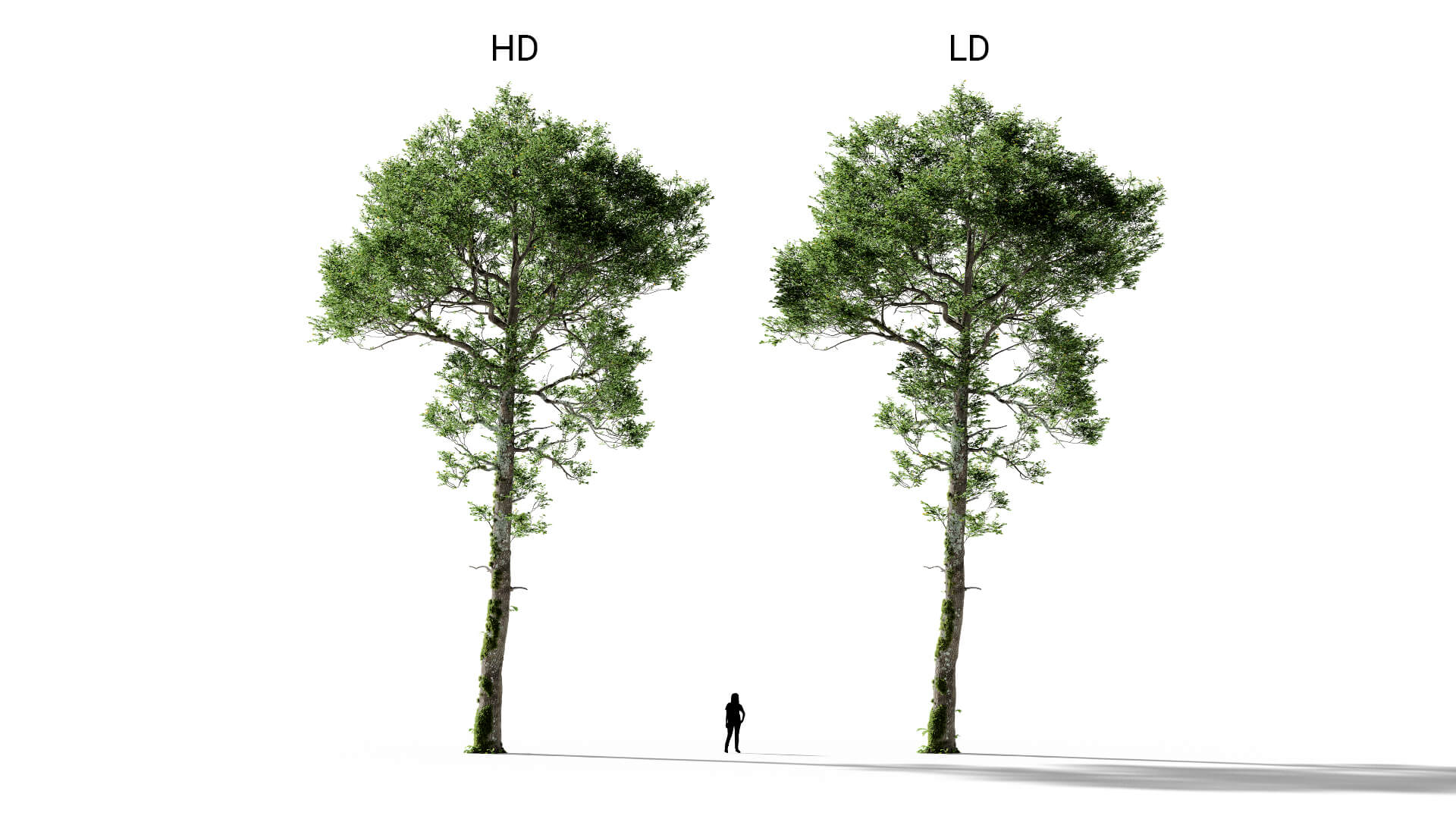 3D model of the English oak forest colonised Quercus robur forest colonised included versions