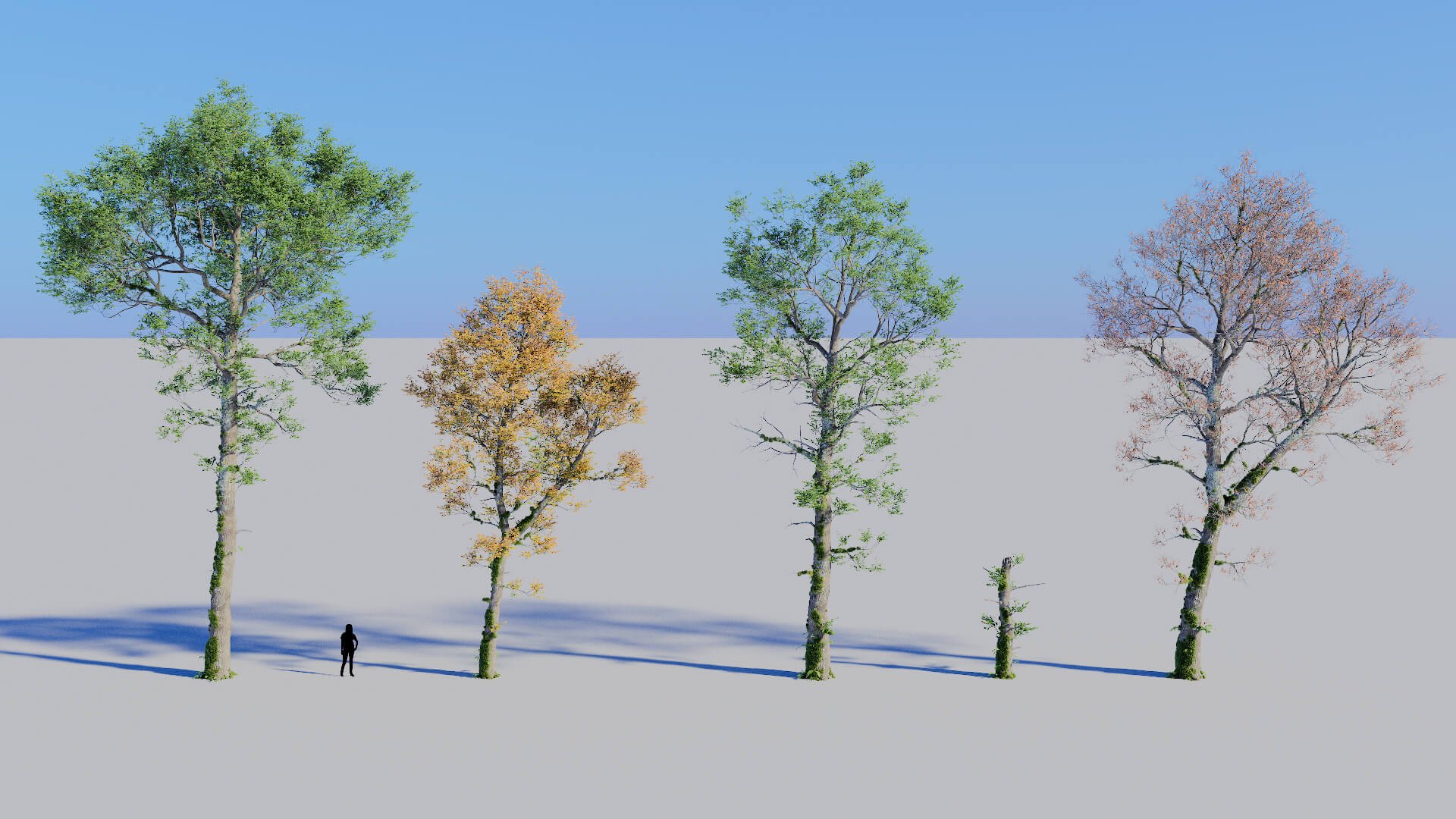 3D model of the English oak forest colonised Quercus robur forest colonised