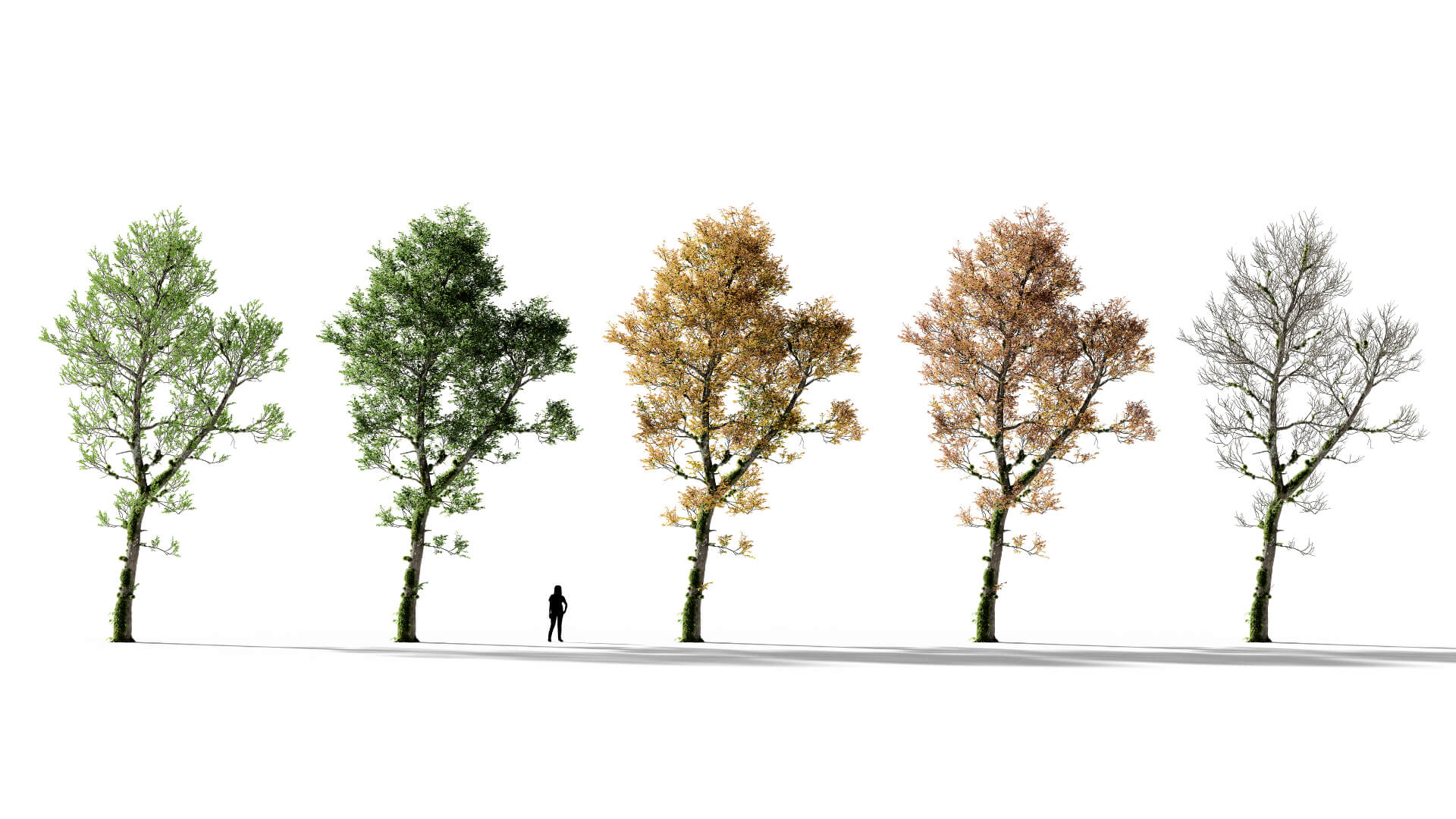 3D model of the English oak forest colonised Quercus robur forest colonised season variations