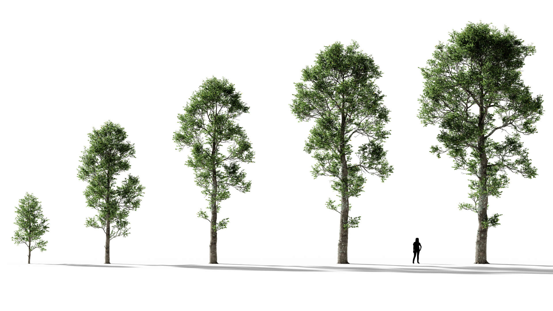 3D model of the English oak forest Quercus robur forest maturity variations