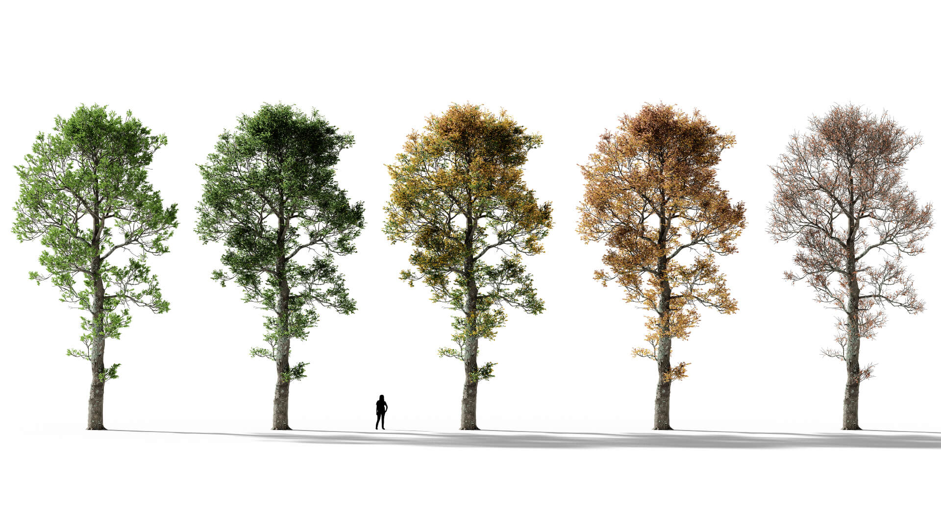 3D model of the English oak forest Quercus robur forest season variations