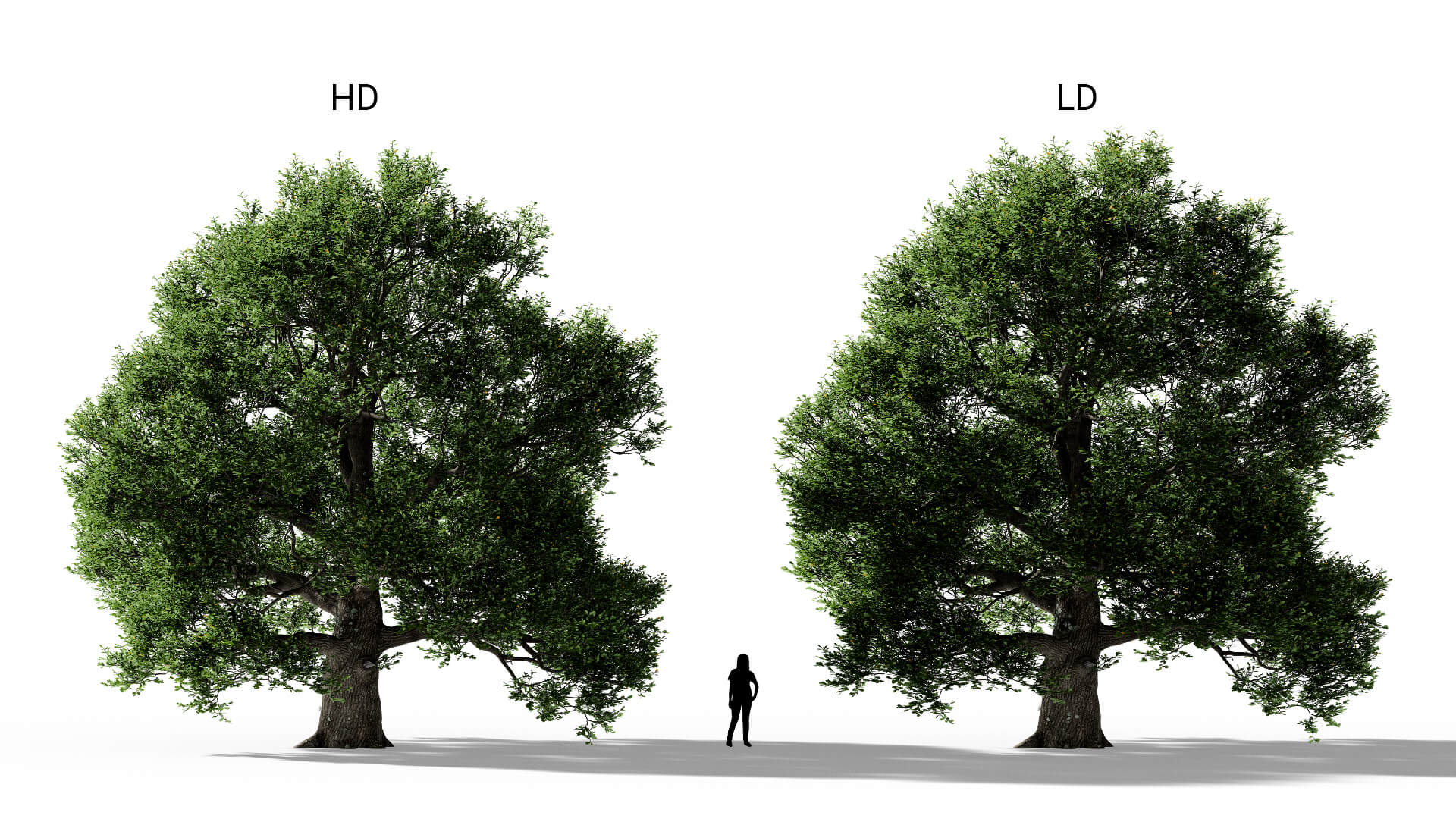 3D model of the English oak lone Quercus robur lone included versions