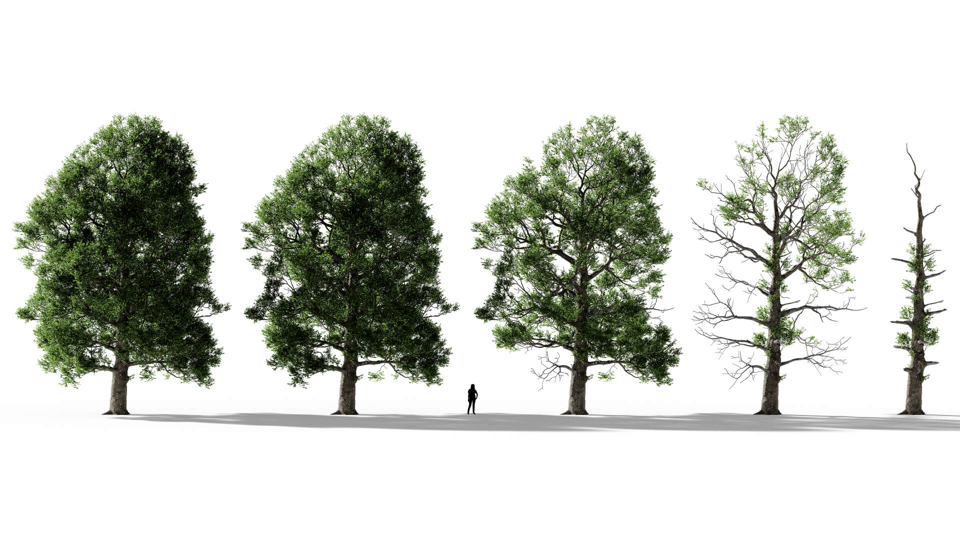 3D model of the English oak lone Quercus robur lone health variations