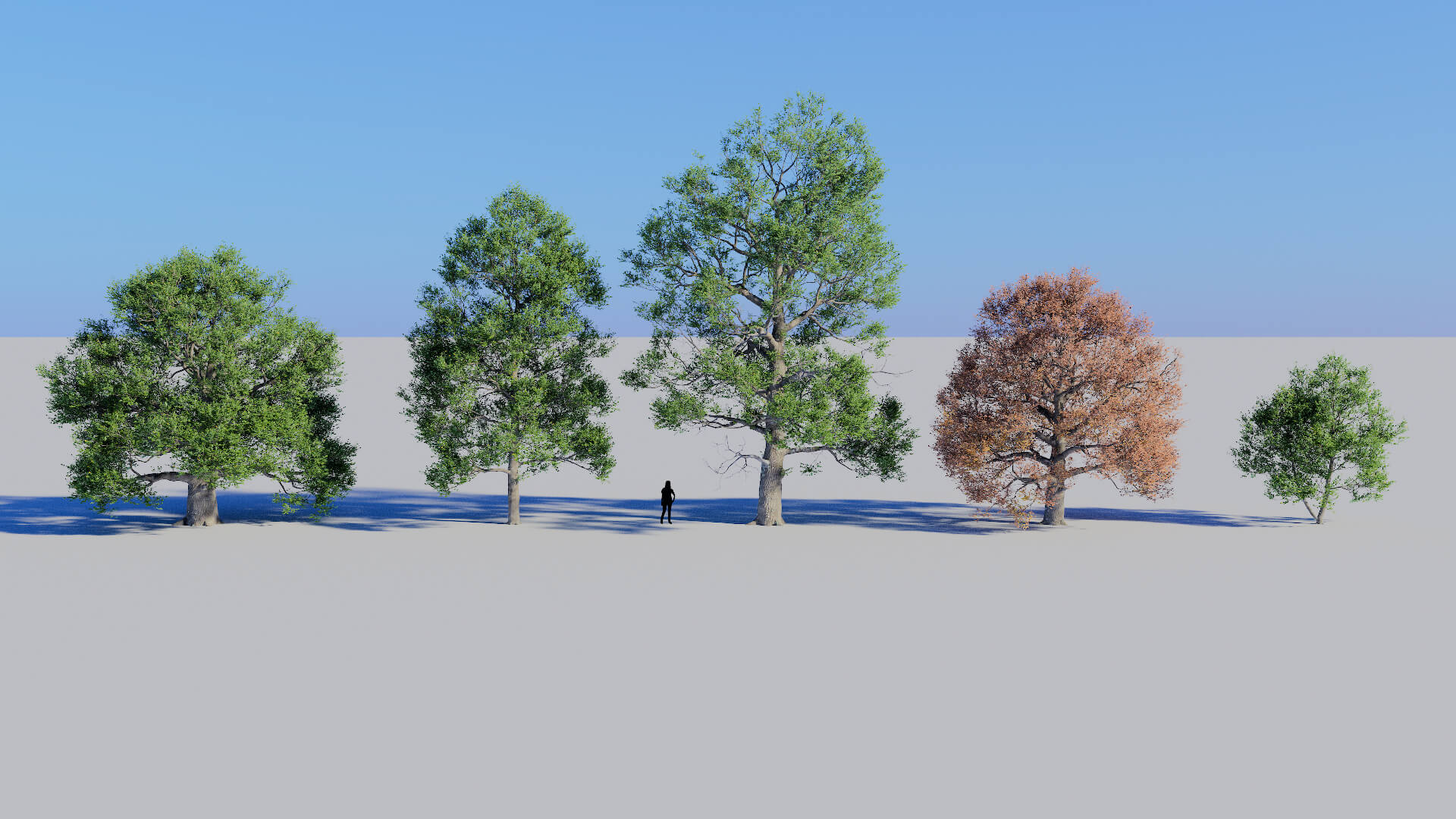 3D model of the English oak lone Quercus robur lone