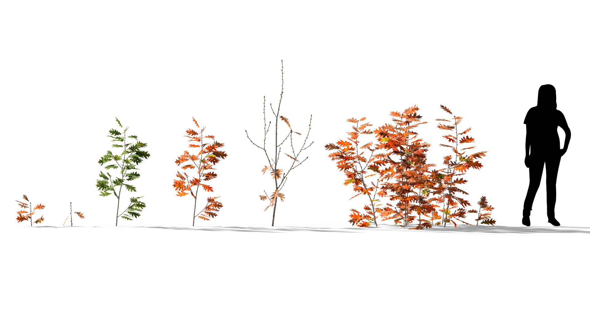3D model of the English oak seedling Quercus robur seedling different presets