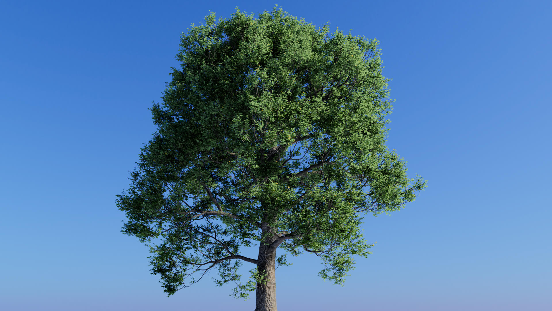 3D model of the English oak urban Quercus robur urban