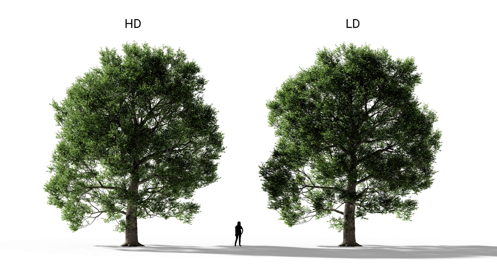 3D model of the English oak urban Quercus robur urban included versions