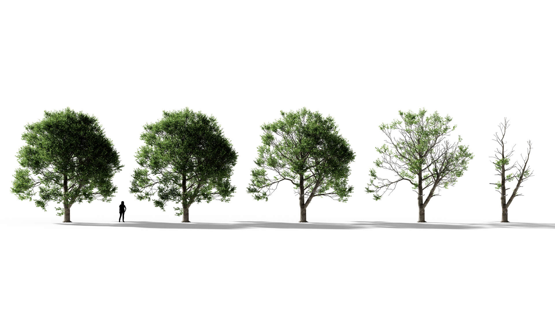 3D model of the English oak urban Quercus robur urban health variations