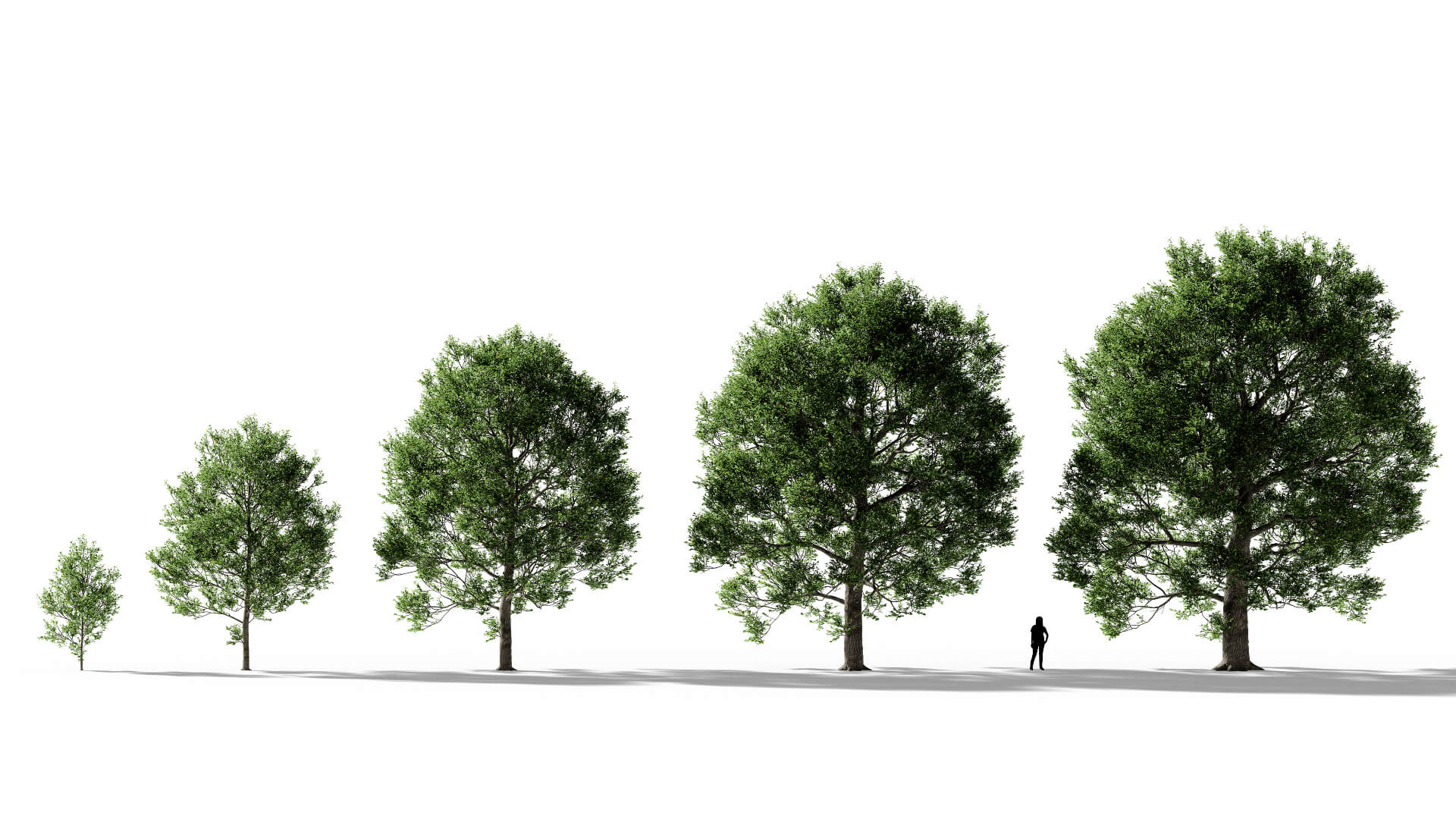 3D model of the English oak urban Quercus robur urban maturity variations