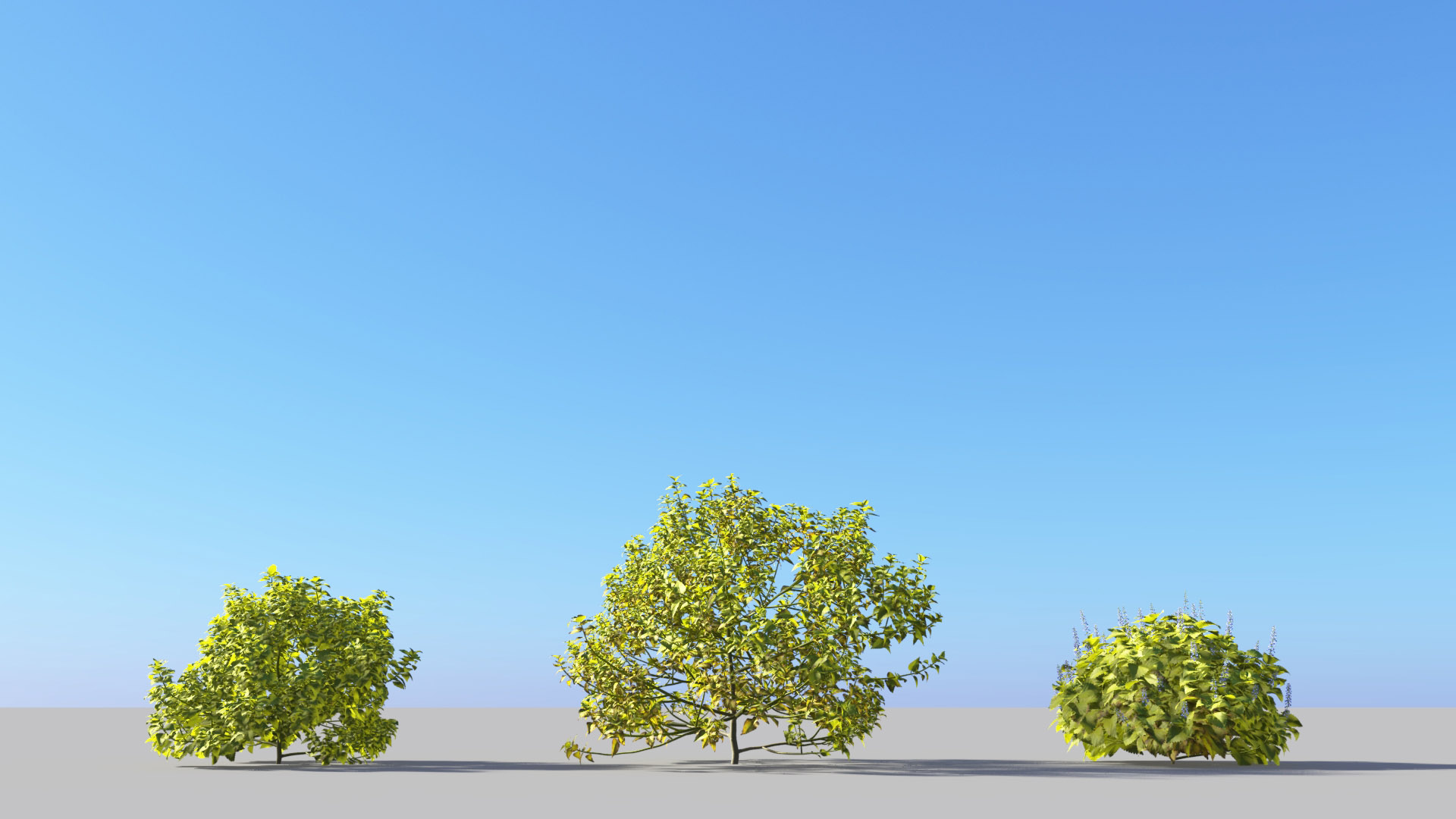 3D model of the Fairway Yellow coleus Plectranthus scutellarioides 'Fairway Yellow' published parameters