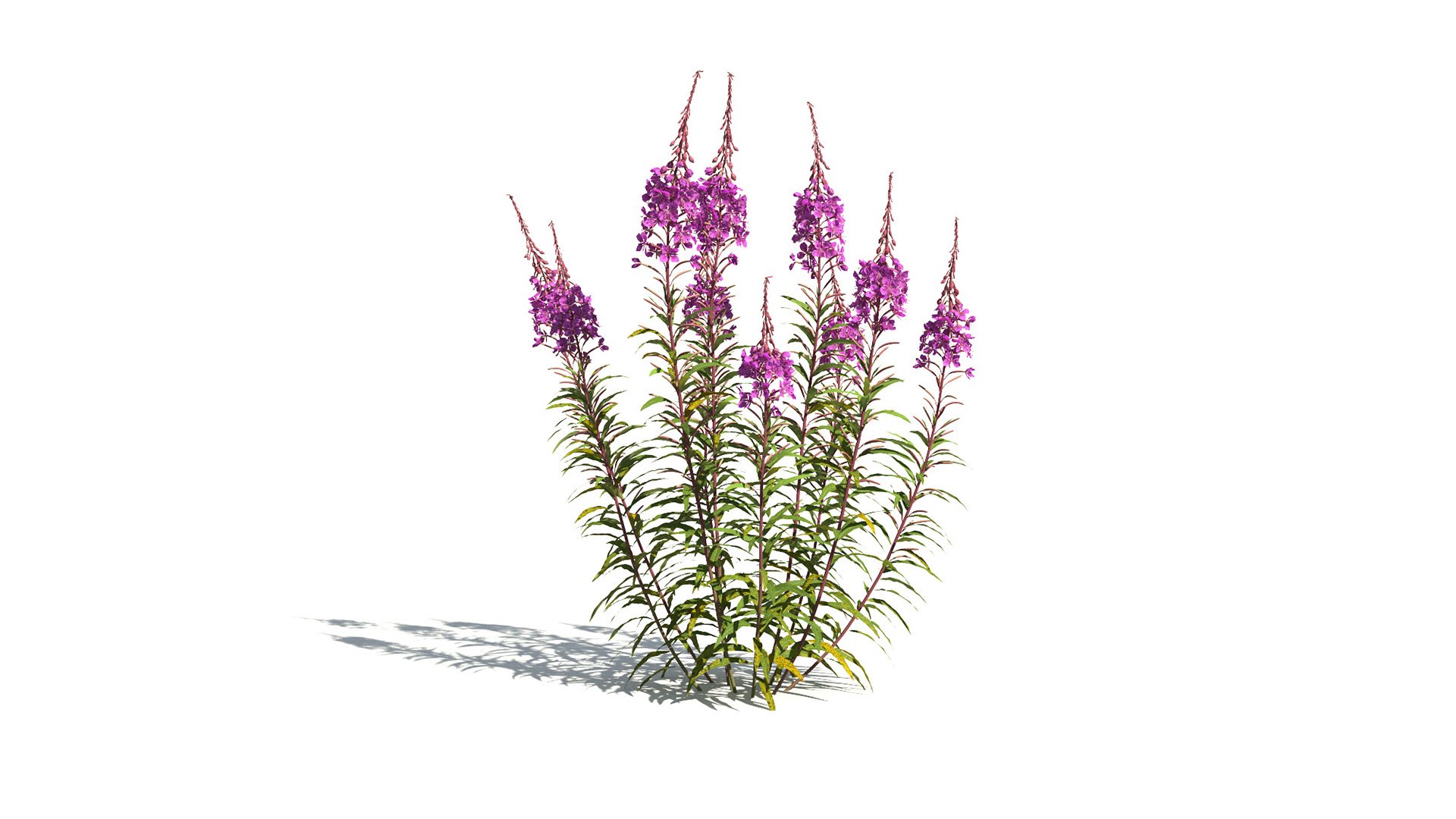 3D model of the Fireweed Chamerion angustifolium