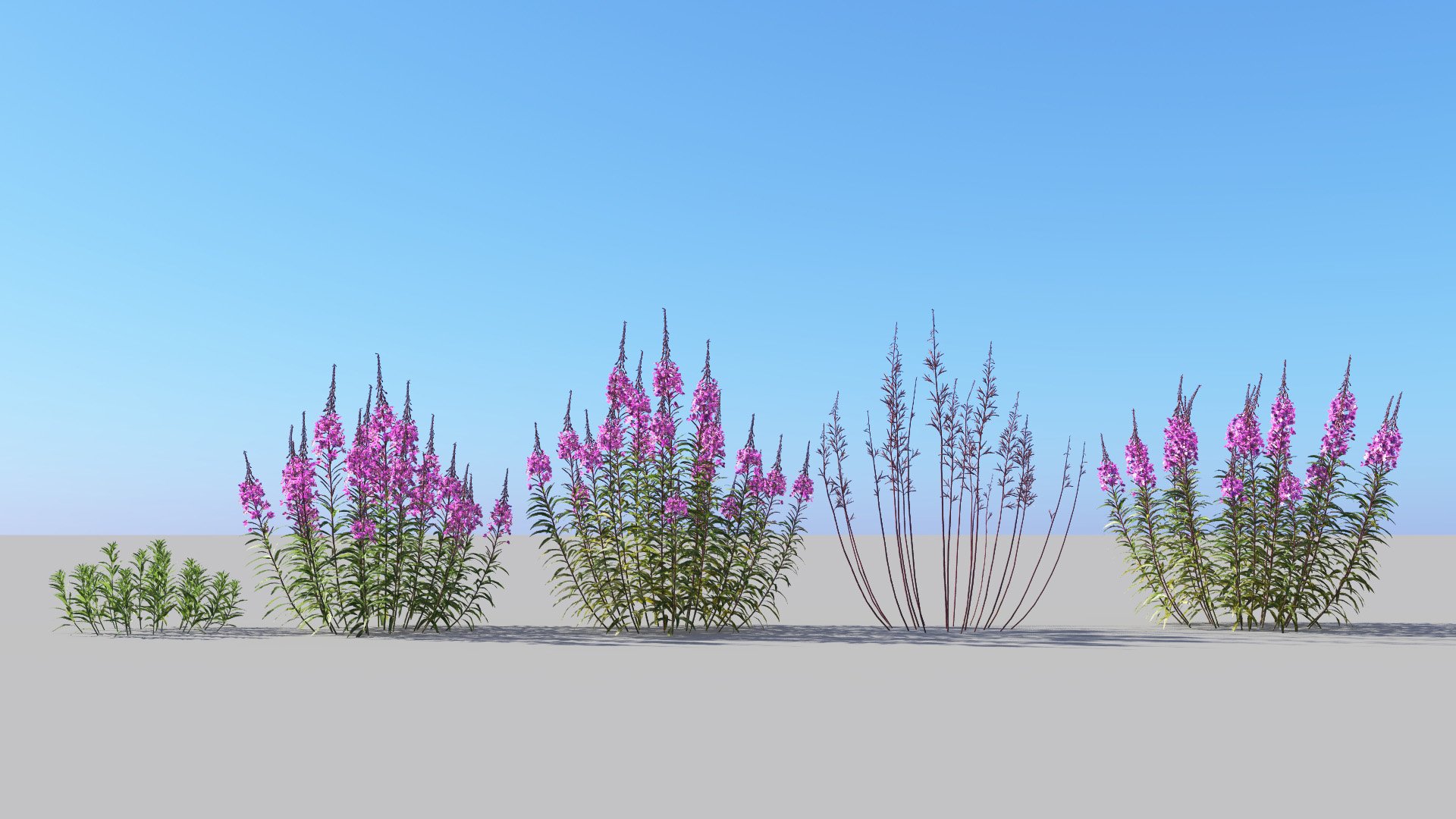3D model of the Fireweed Chamerion angustifolium