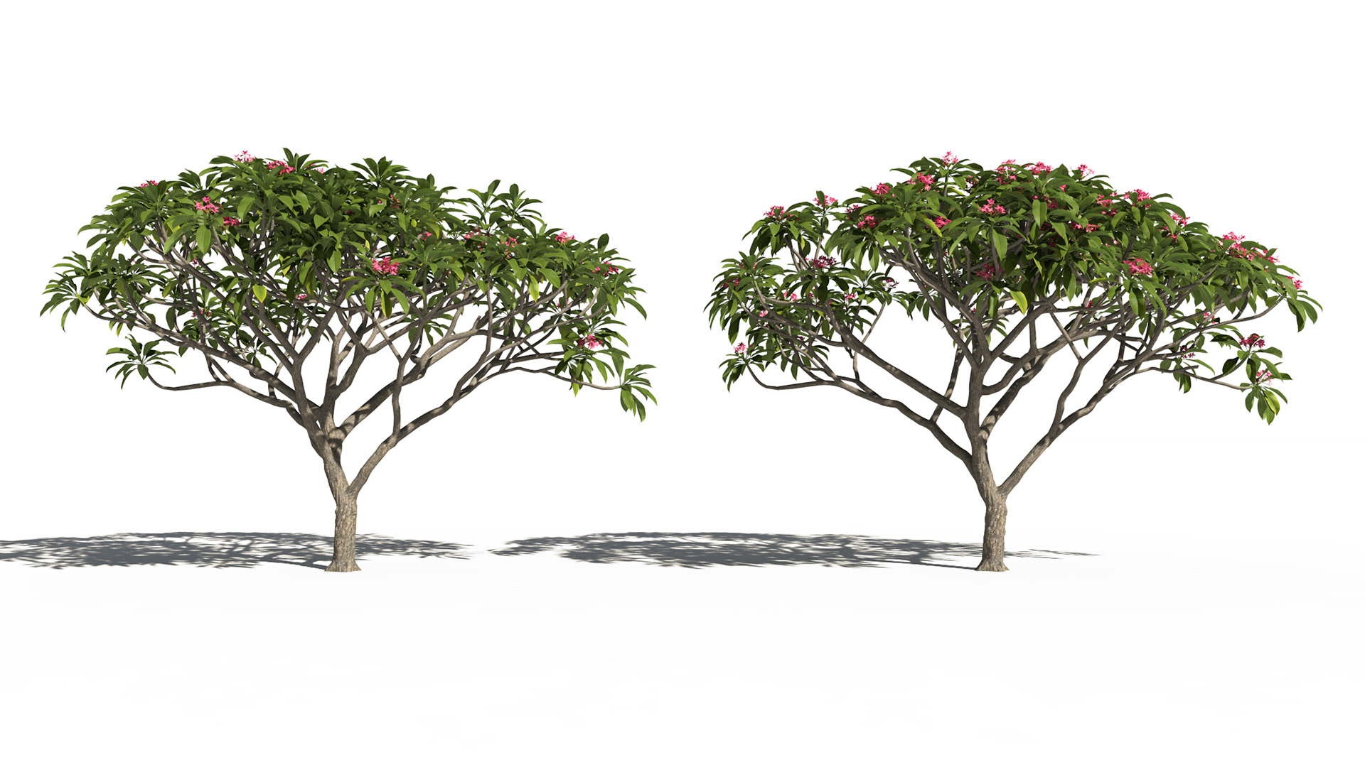 3D model of the Frangipani tree Plumeria rubra pink