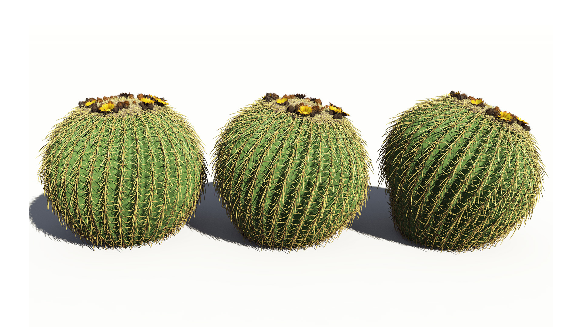 3D model of the Golden barrel cactus Echinocactus grusonii