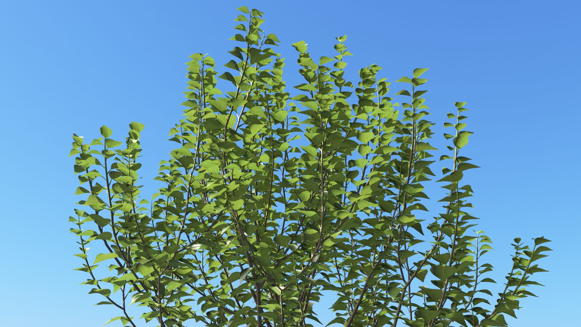 3D model of the Green ivy bushy Hedera helix 'Erecta' close-up