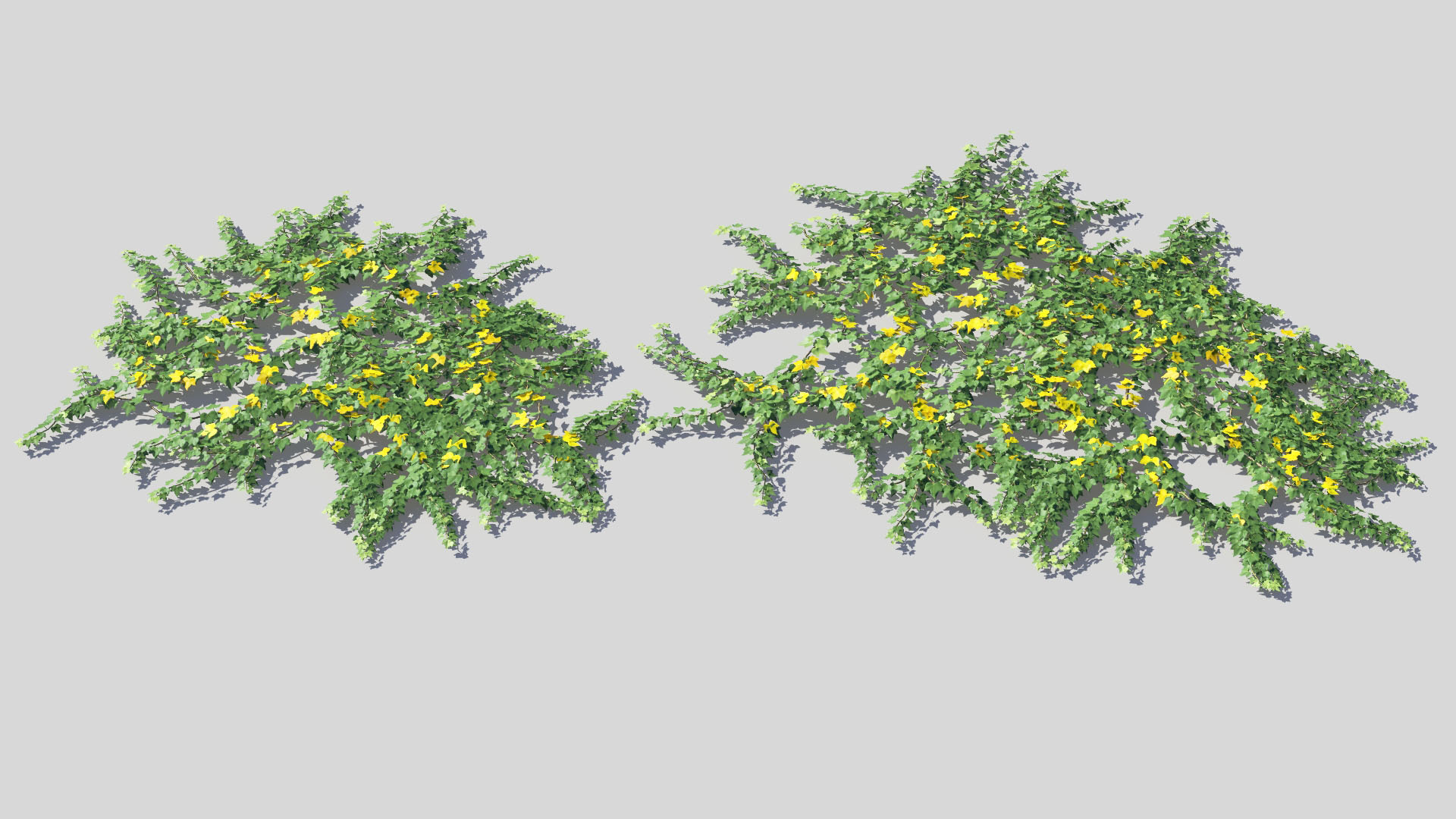 3D model of the Green ivy ground cover Hedera helix ground cover green