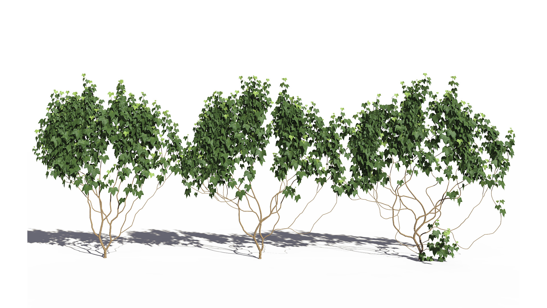 3D model of the Green ivy wall climber Hedera helix wall climber green