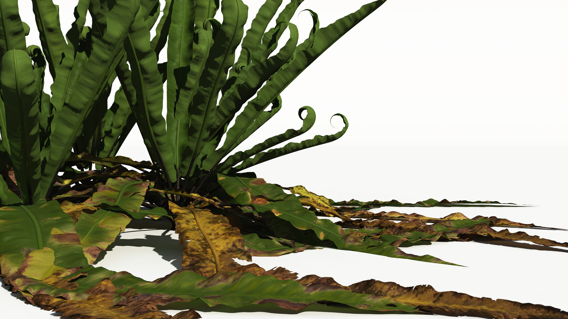3D model of the Harts tongue fern Asplenium scolopendrium