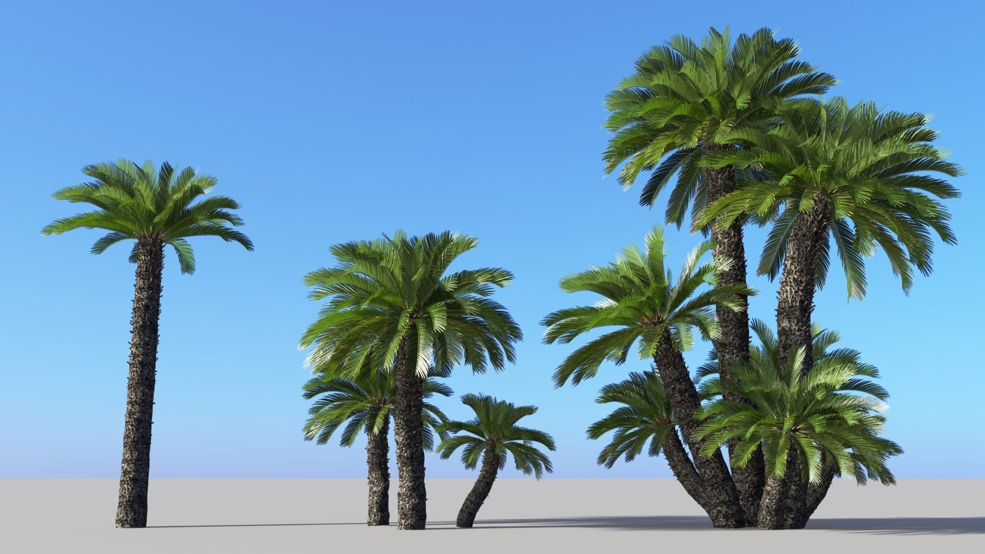 3D model of the Japanese sago palm Cycas revoluta