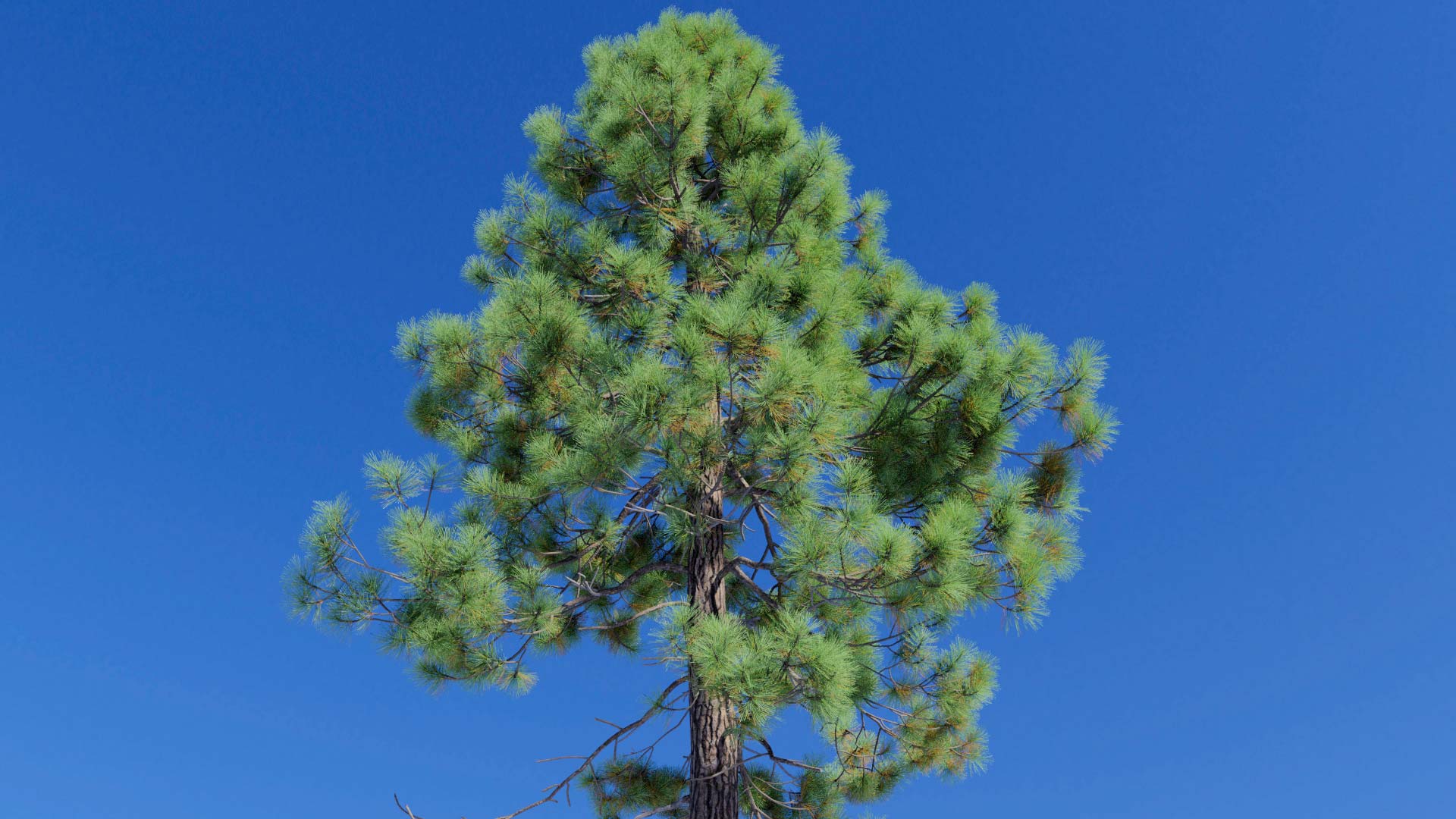 3D model of the Jeffrey pine forest Pinus jeffreyi forest close-up