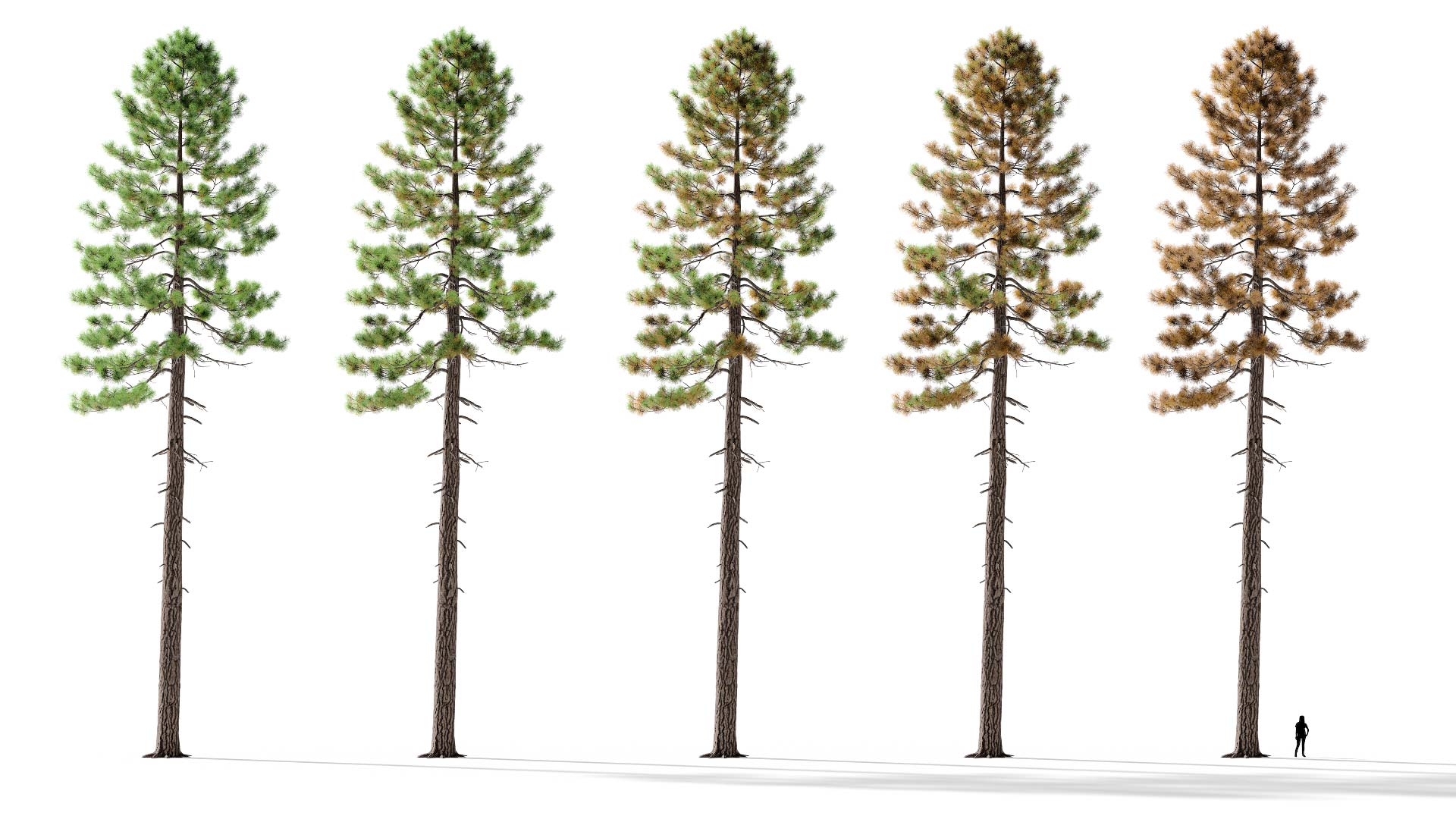 3D model of the Jeffrey pine forest Pinus jeffreyi forest health variations