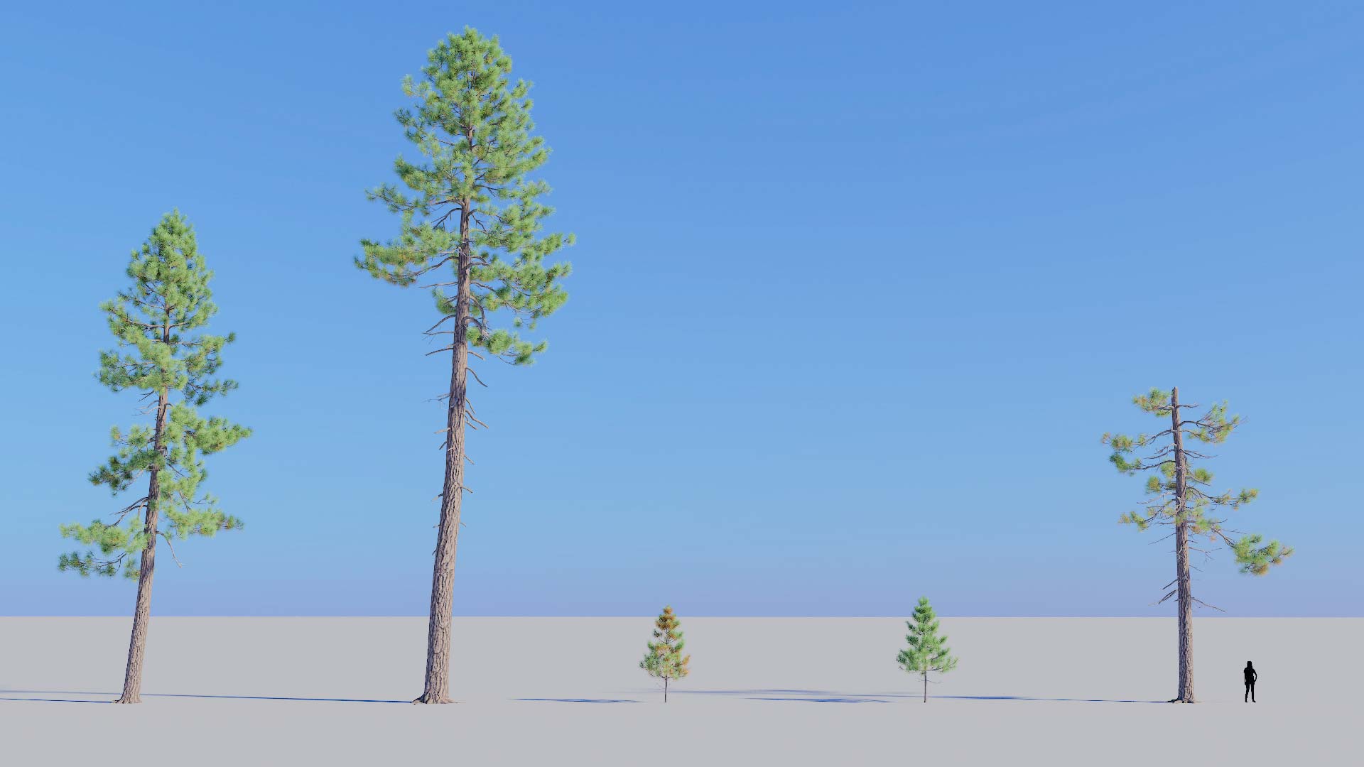 3D model of the Jeffrey pine forest Pinus jeffreyi forest