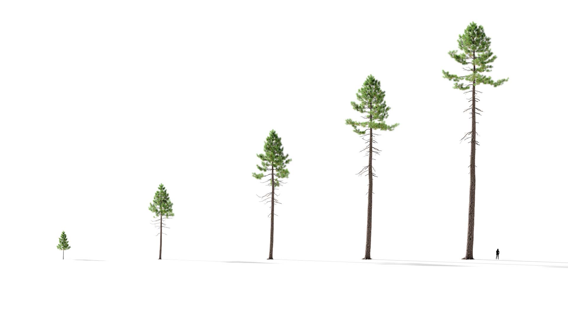 3D model of the Jeffrey pine forest Pinus jeffreyi forest maturity variations