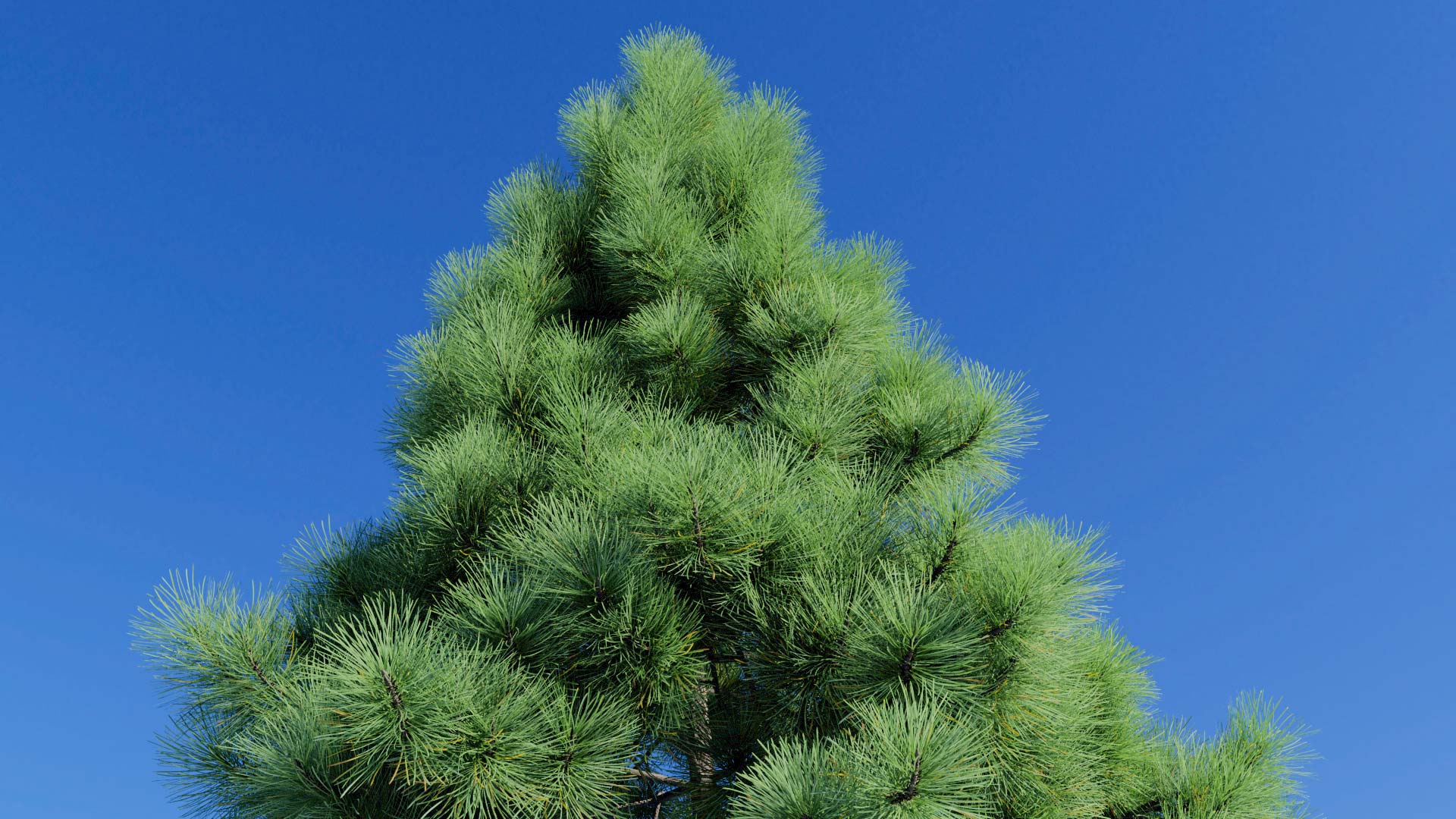 3D model of the Jeffrey pine juvenile Pinus jeffreyi juvenile close-up