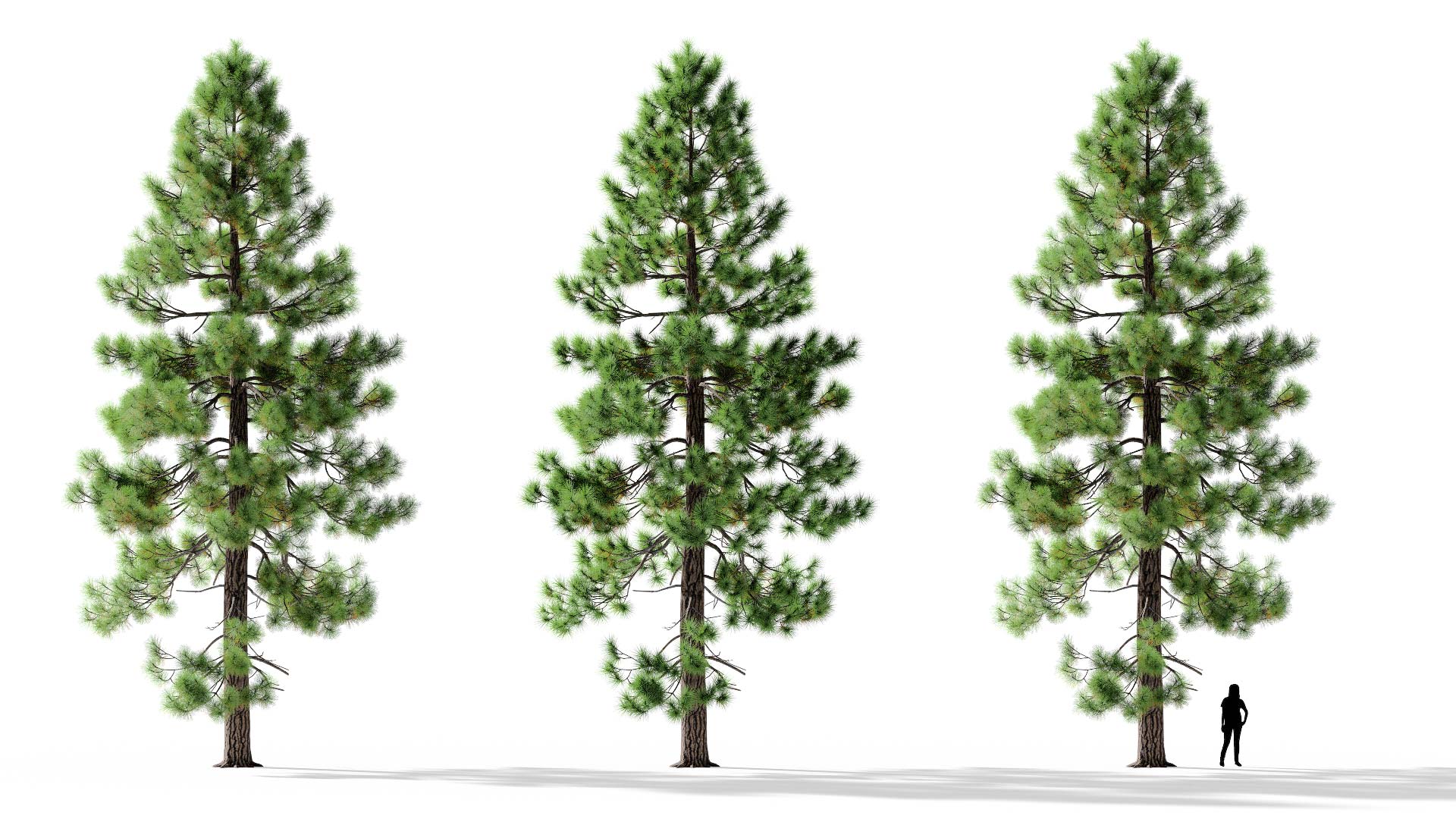 3D model of the Jeffrey pine lone Pinus jeffreyi lone included versions