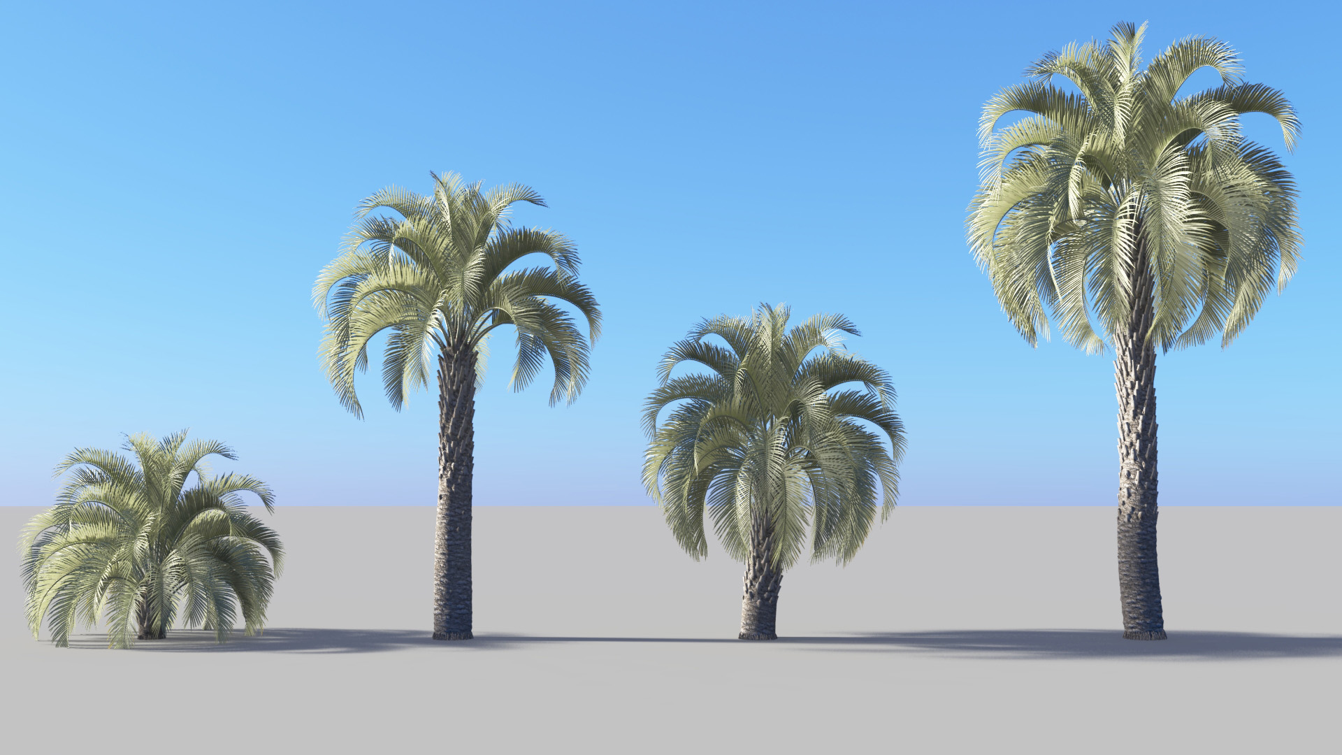 3D model of the Jelly palm Butia capitata