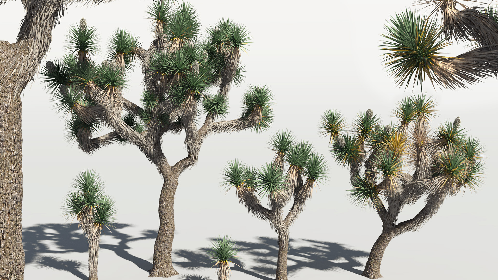 3D model of the Joshua tree Yucca brevifolia