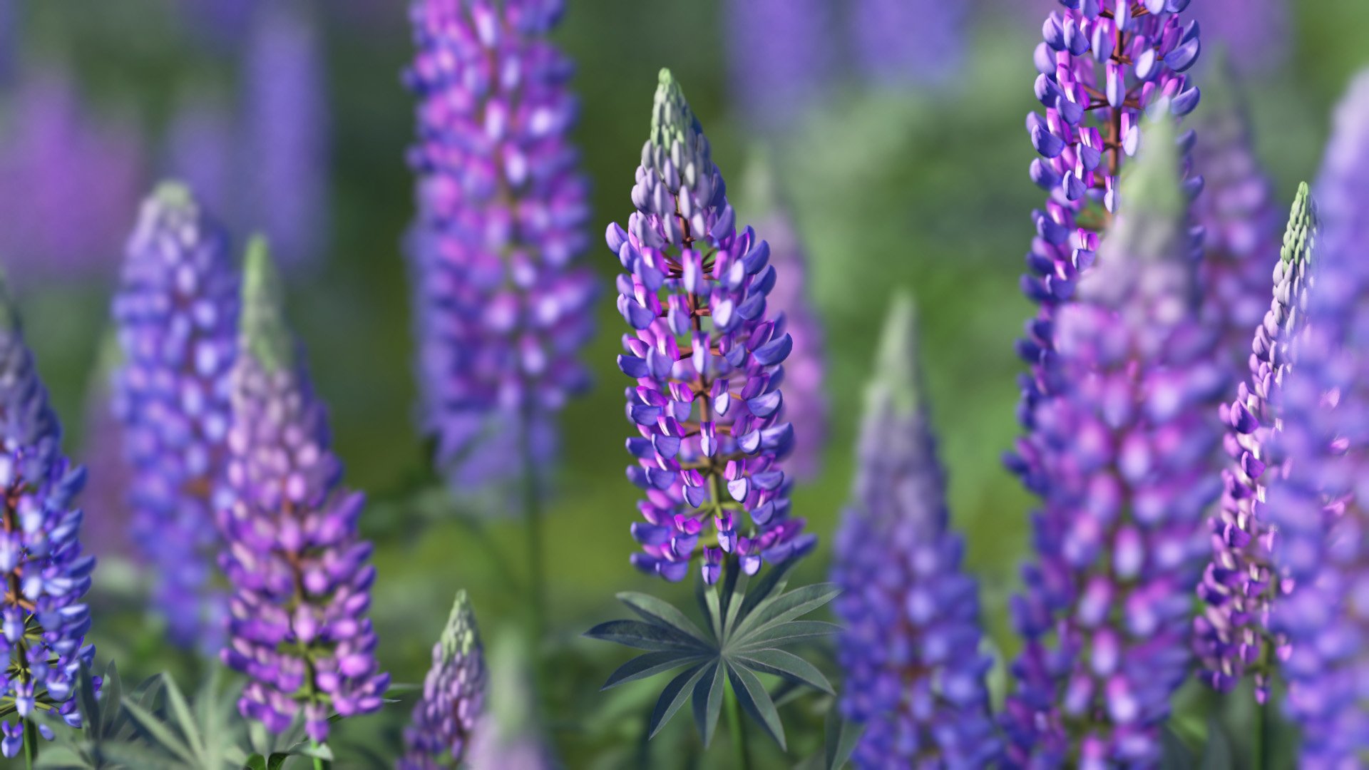 3D model of the Large-leaved lupine Lupinus polyphyllus close-up