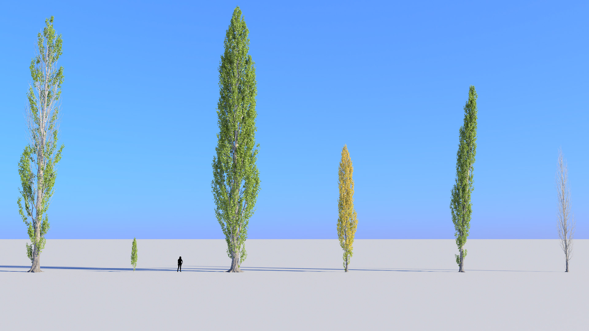 3D model of the Lombardy poplar Populus nigra 'Italica'