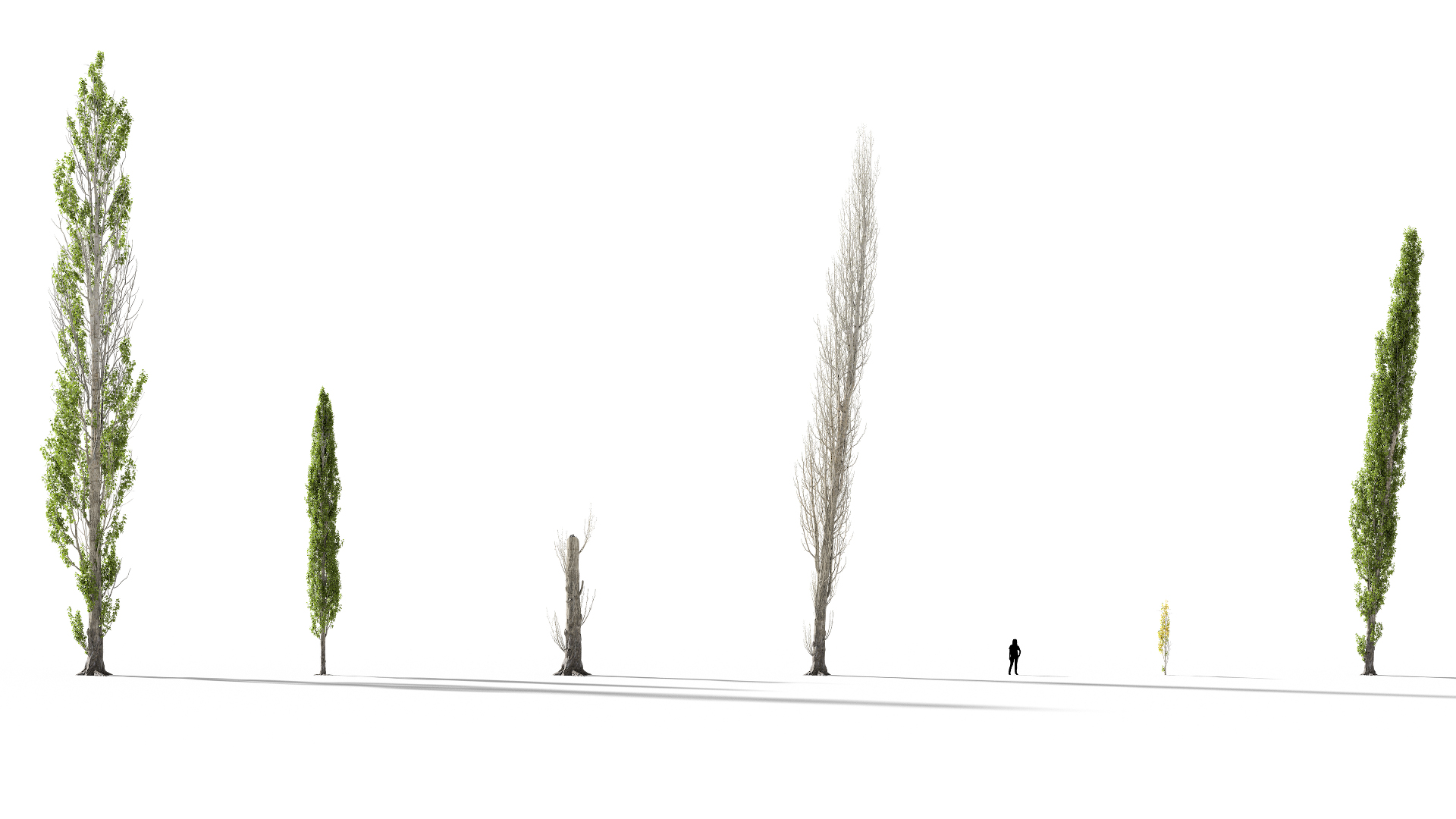 3D model of the Lombardy poplar Populus nigra 'Italica' different presets