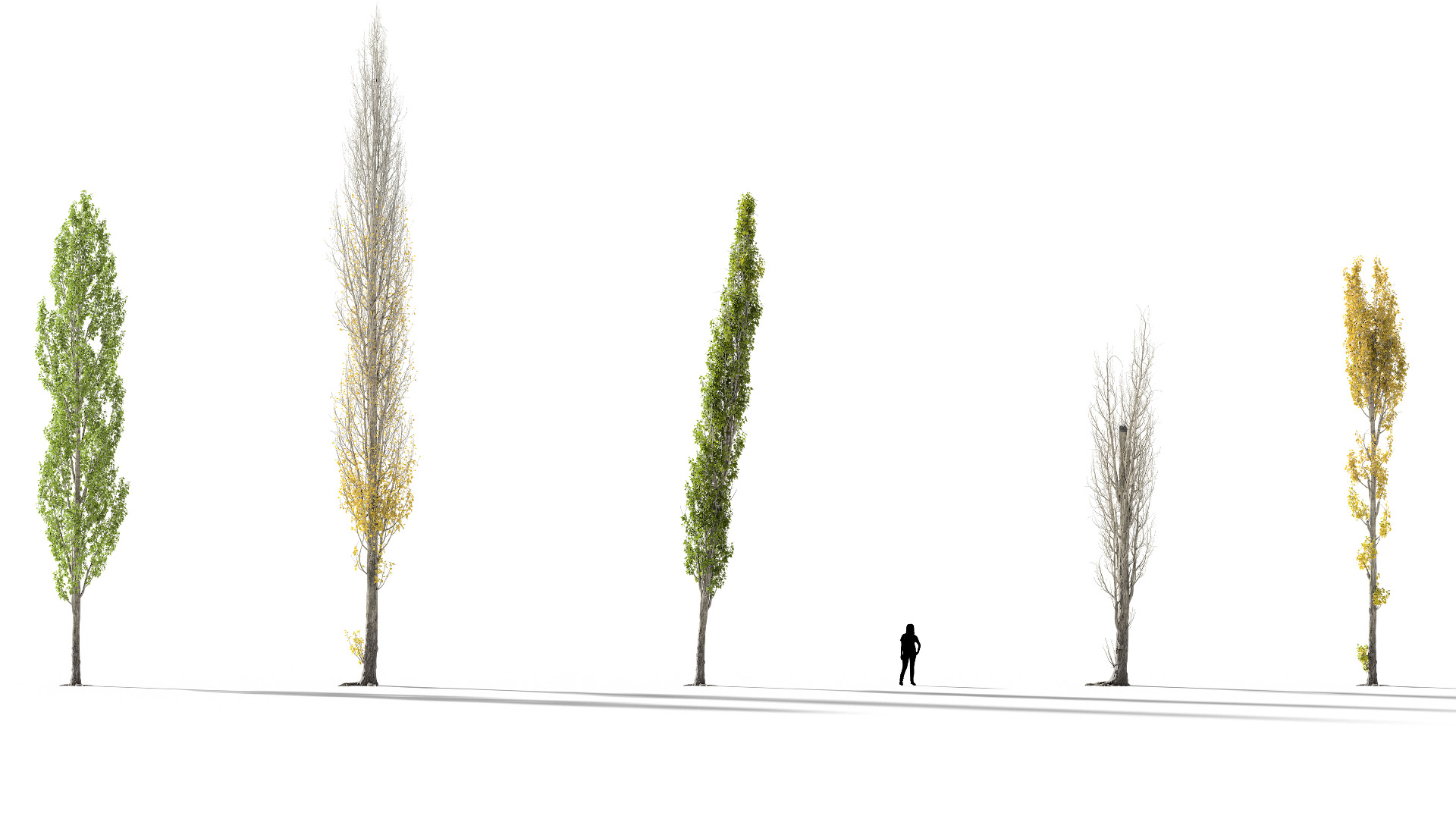 3D model of the Lombardy poplar Populus nigra 'Italica' published parameters