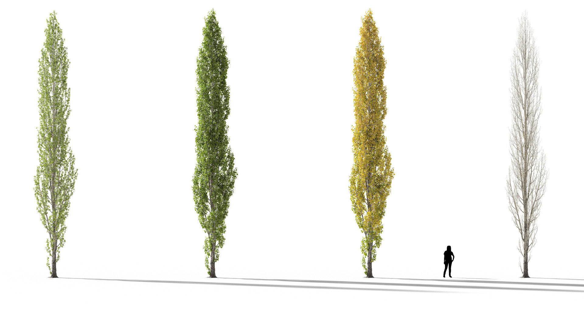 3D model of the Lombardy poplar Populus nigra 'Italica' season variations