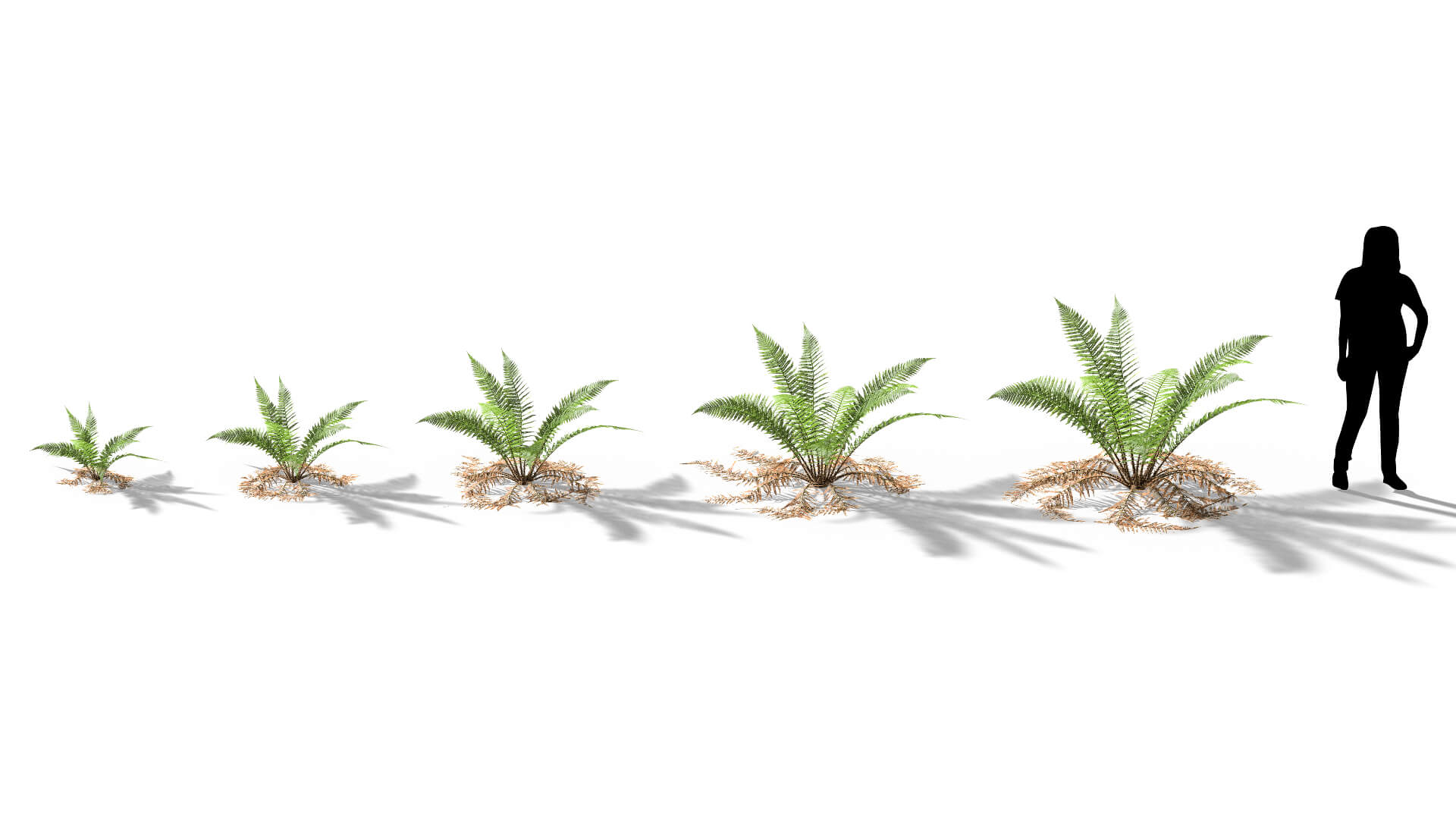 3D model of the Male fern Dryopteris filix-mas maturity variations
