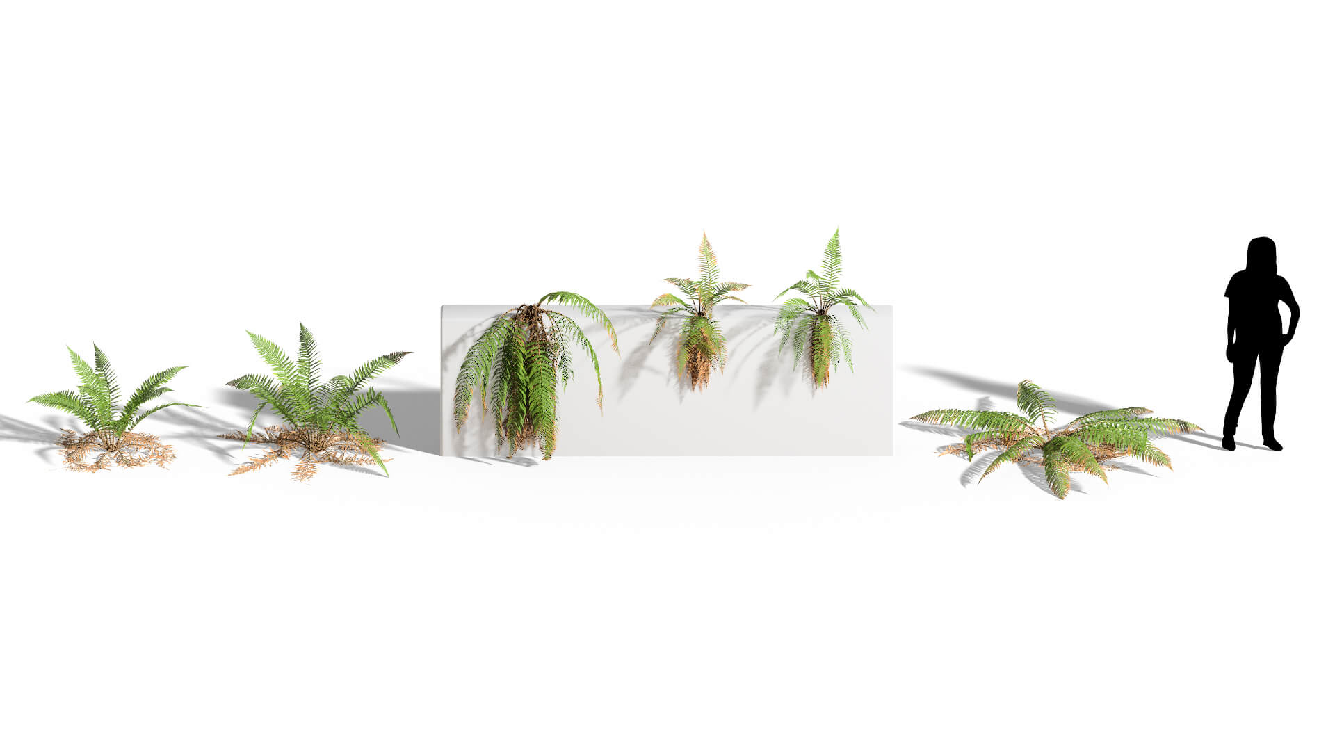 3D model of the Male fern Dryopteris filix-mas different presets