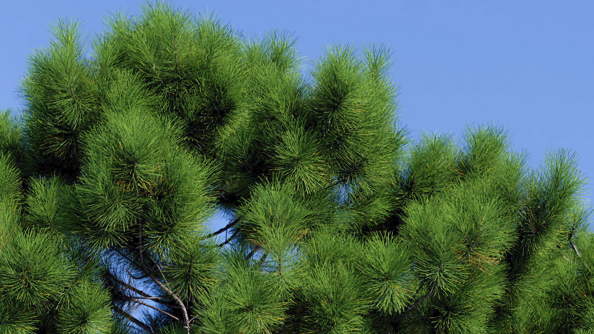 3D model of the Maritime pine forest Pinus pinaster forest