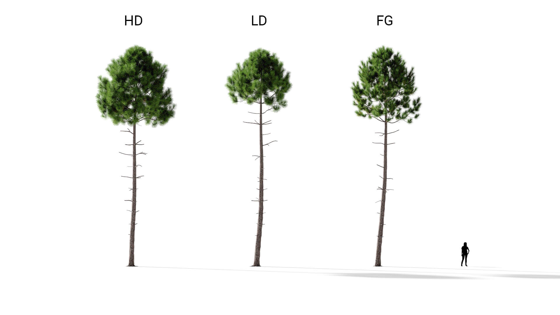 3D model of the Maritime pine forest Pinus pinaster forest included versions