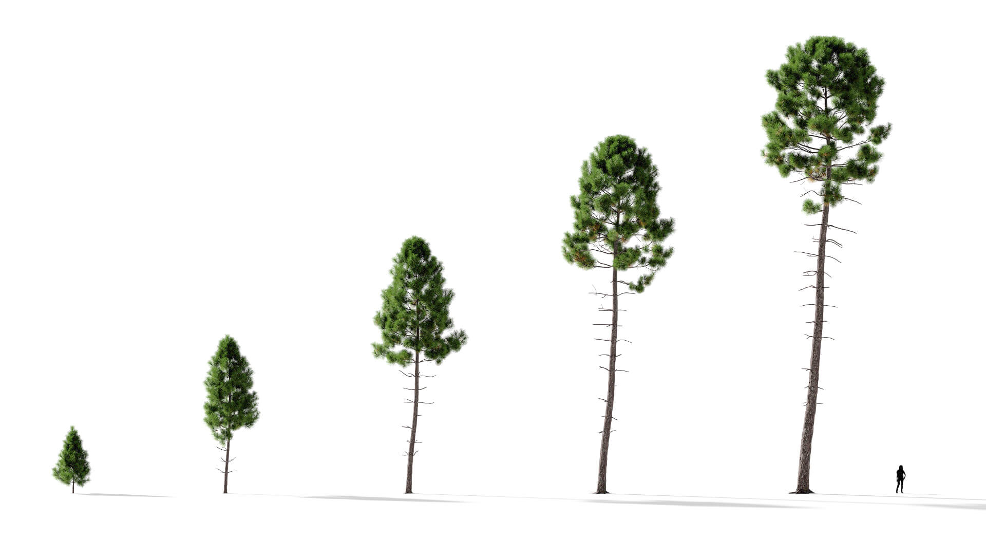 3D model of the Maritime pine forest Pinus pinaster forest maturity variations