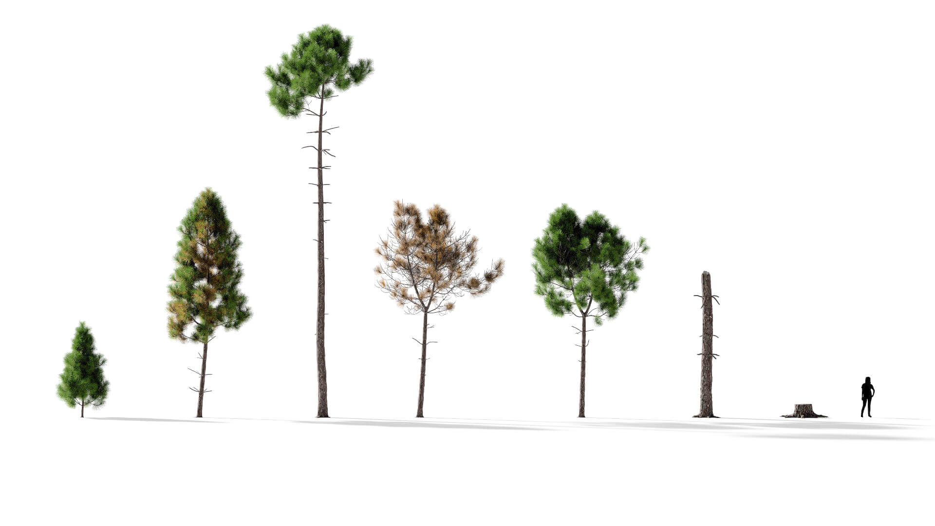 3D model of the Maritime pine forest Pinus pinaster forest different presets