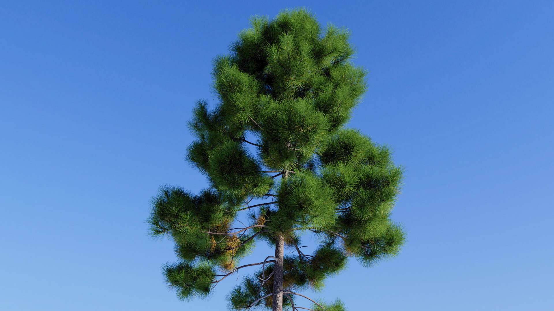 3D model of the Maritime pine lone Pinus pinaster lone close-up