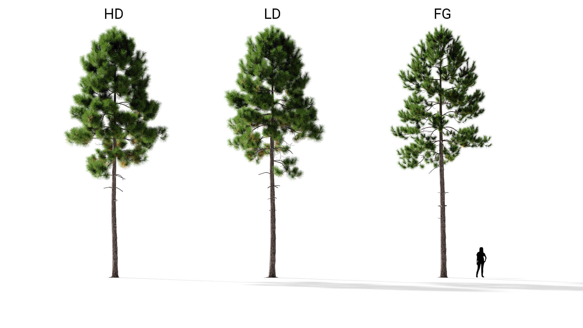 3D model of the Maritime pine lone Pinus pinaster lone included versions