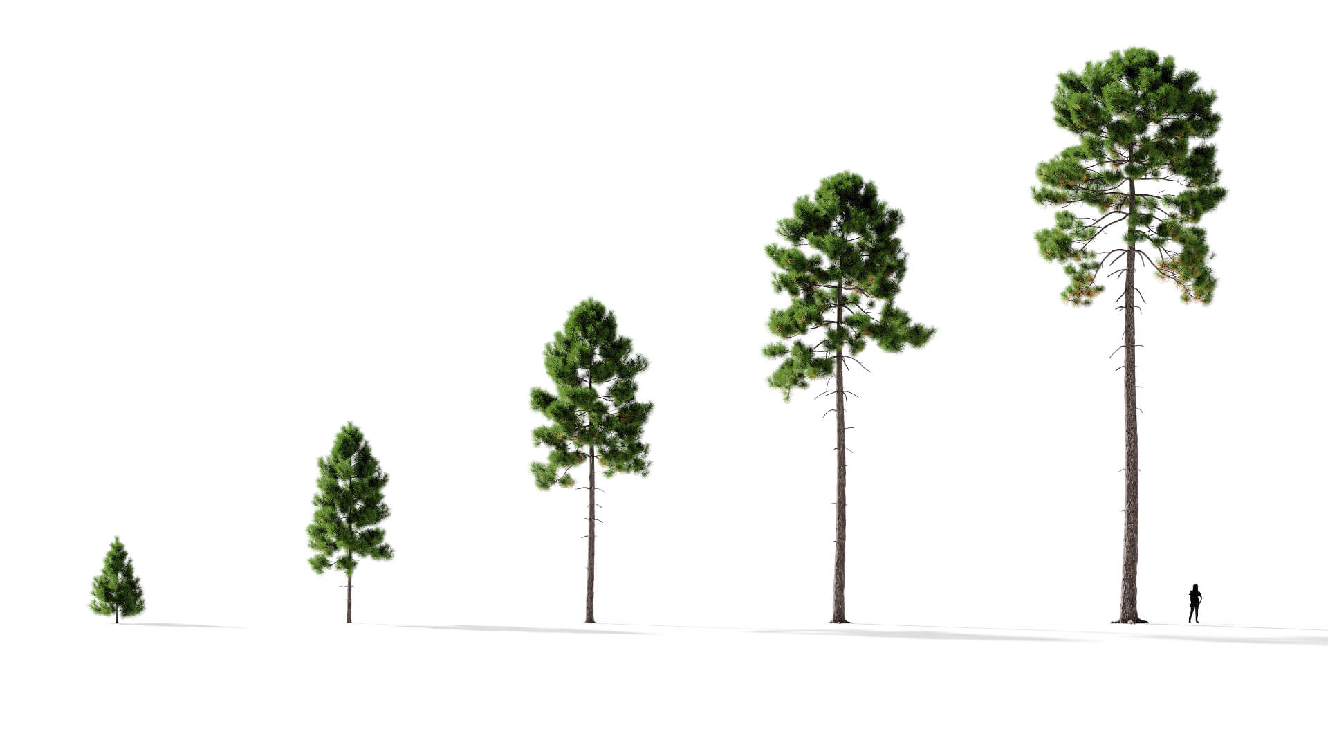 3D model of the Maritime pine lone Pinus pinaster lone maturity variations