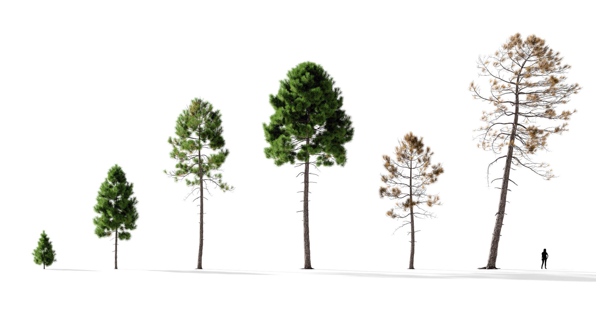 3D model of the Maritime pine lone Pinus pinaster lone different presets