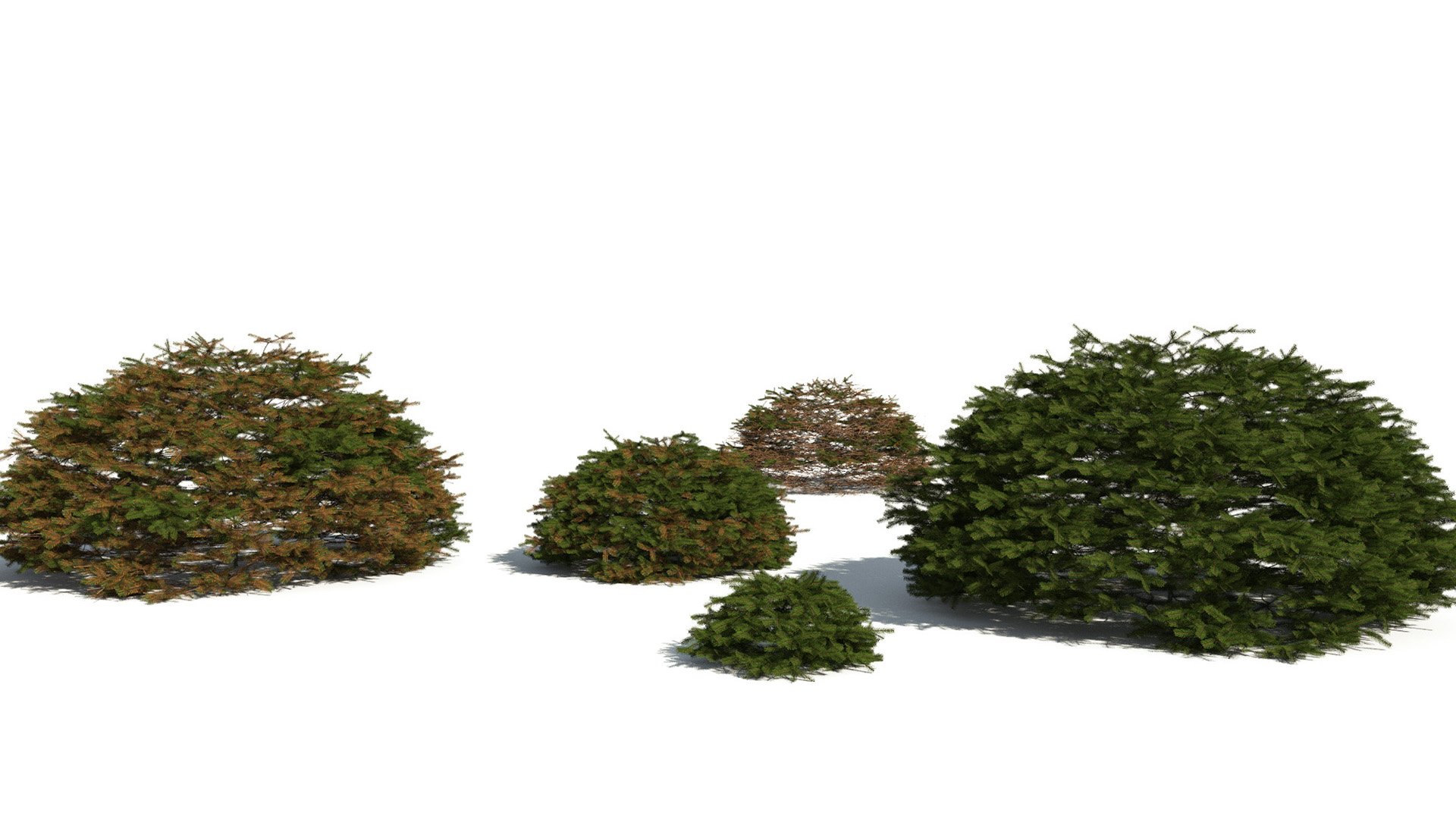3D model of the Maxwells Norway spruce Picea abies 