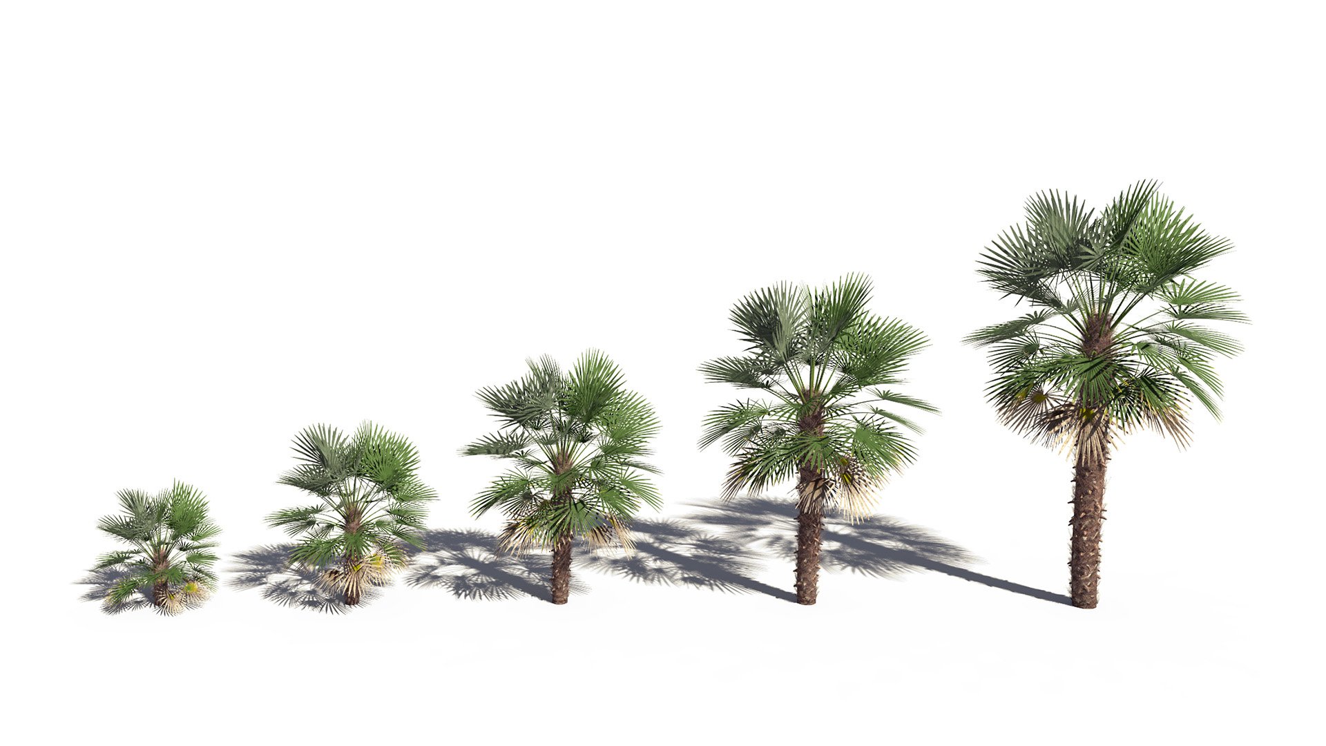 3D model of the Mediterranean fan palm Chamaerops humilis maturity variations