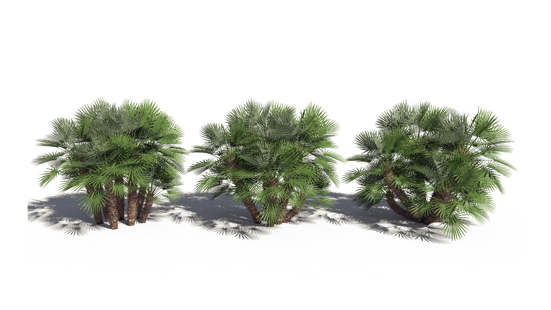 3D model of the Mediterranean fan palm Chamaerops humilis